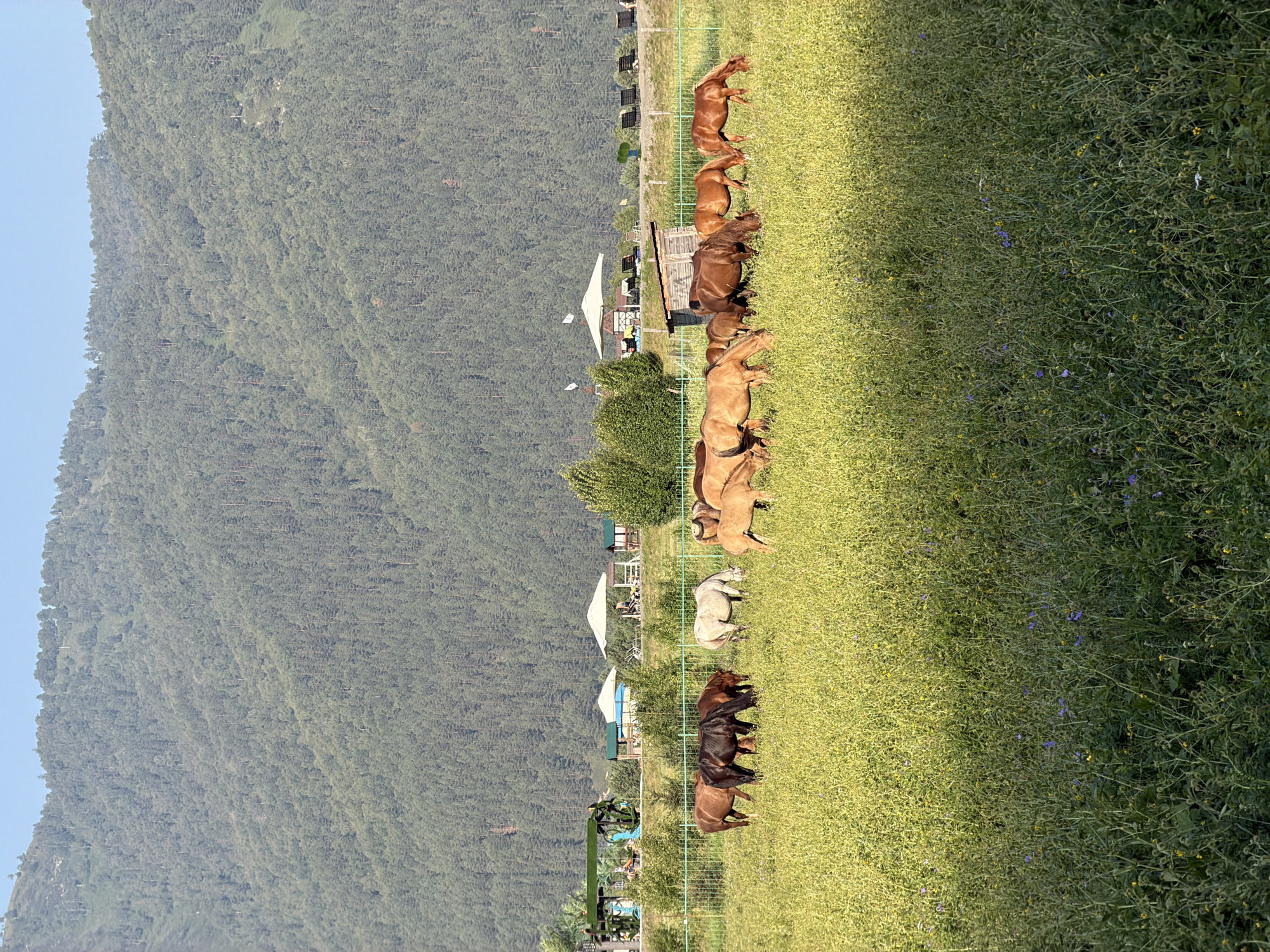This is a vertical, medium-shot, outdoor photograph of a herd of horses grazing in a lush, green pasture. The horses are of various colors, including brown, black, and a light gray. They are positioned across the middle ground of the image, with some facing left, some right, and some towards the viewer. The pasture is filled with tall grass and small wildflowers, some of which are purple and yellow.
In the background, there is a fence, behind which several buildings with white canopies are visible. There are also lounge chairs and some foliage. Further in the background, a dense forest covers a large, sloping mountain. The sky is clear and blue. The scene appears to be in a rural or mountainous region. The photograph likely depicts a rural landscape near Anos, Russia, given the presence of horses and the mountainous terrain.
