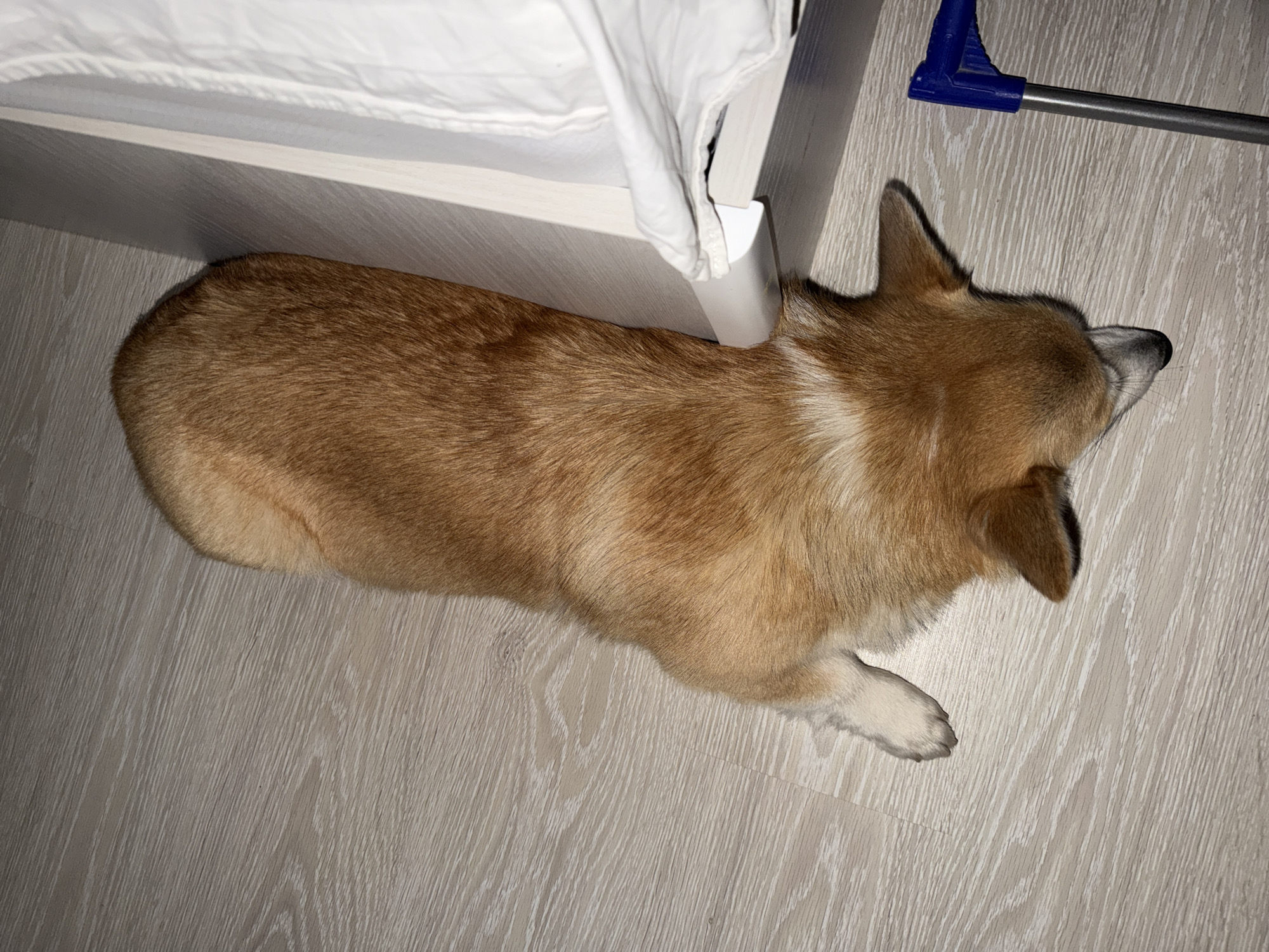 An overhead view shows a fawn-colored corgi lying on its side on a light-colored, wood-patterned floor. The dog is positioned vertically in the frame, with its head at the bottom center and its body extending upwards towards the top center. The dog's fur is a mix of brown and lighter tan colors, with a white patch on its chest and a white marking on its forehead. Its eyes are closed, and its mouth is slightly open. The dog's front paws are tucked underneath its body, while its hind legs are slightly extended. To the right of the dog, a white bedding item is visible, draped over a white object that appears to be the side of a bed or furniture. Further to the right and towards the bottom of the frame, a portion of a blue and silver cleaning tool is visible, with its handle extending upwards and out of frame. The lighting suggests an indoor environment, possibly a bedroom, with a shadow cast by the dog onto the floor. There is no indication of the city of Chaikovsky, Russia, in the image.