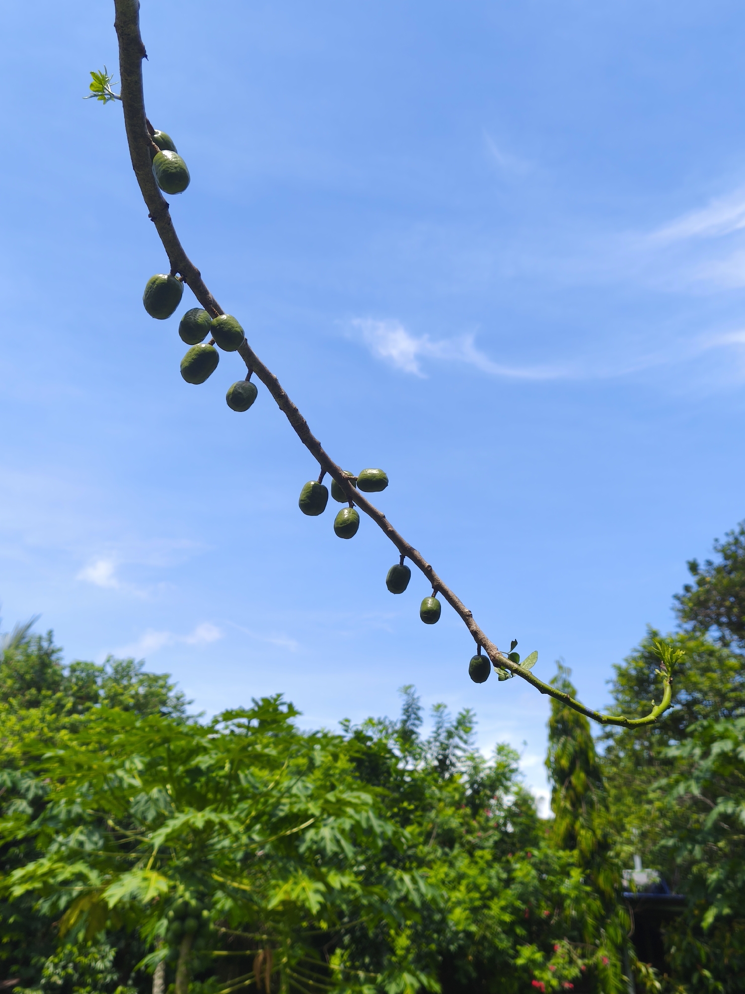 A daytime shot shows a thin, brown tree branch laden with numerous green, olive-shaped fruits or berries. The branch diagonally traverses the frame against a bright blue sky with wispy clouds. Lush green foliage, likely from various trees and plants, fills the bottom portion of the image. The location is Unknown, Unknown.