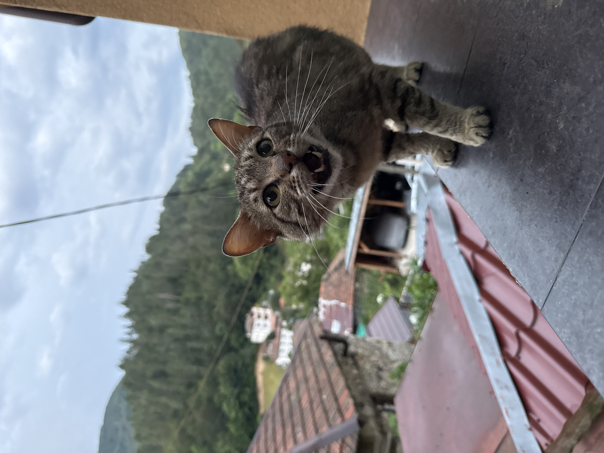 In Krushev Dol, Bulgaria, a tabby cat with an open mouth is captured in a low-angle, close-up shot. The cat stands on a dark, textured surface, its body angled towards the right. Its ears are perked up, and its eyes are wide open, with its mouth agape, revealing teeth and the pink interior. The background features a blurred landscape of green hills covered in trees, with several buildings and red-tiled roofs visible in the mid-ground. The sky is overcast with white clouds. A thin wire extends from the upper left corner of the image. The cat appears to be vocalizing or reacting to something.