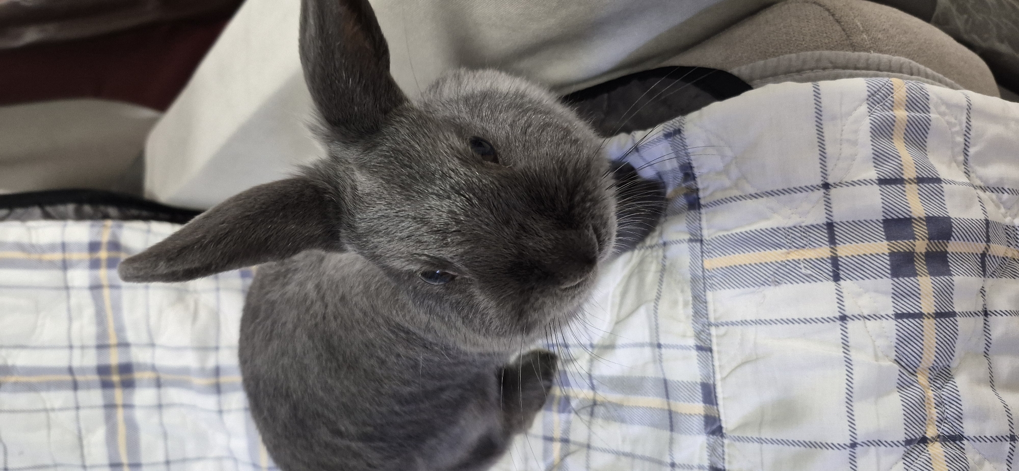 A close-up, high-angle shot captures a fluffy gray rabbit resting on a checkered blanket. The rabbit's fur is a uniform gray, and its large, alert ears are pointed upwards. Its eyes are dark and round, and its nose is small and twitching. The checkered blanket has a pattern of white, blue, and yellow lines. The background is blurred, showing a hint of a light-colored surface, possibly a sofa or chair. The image is well-lit, with the focus sharply on the rabbit. No specific location in Ussurijsk, Russia can be determined from the image.
