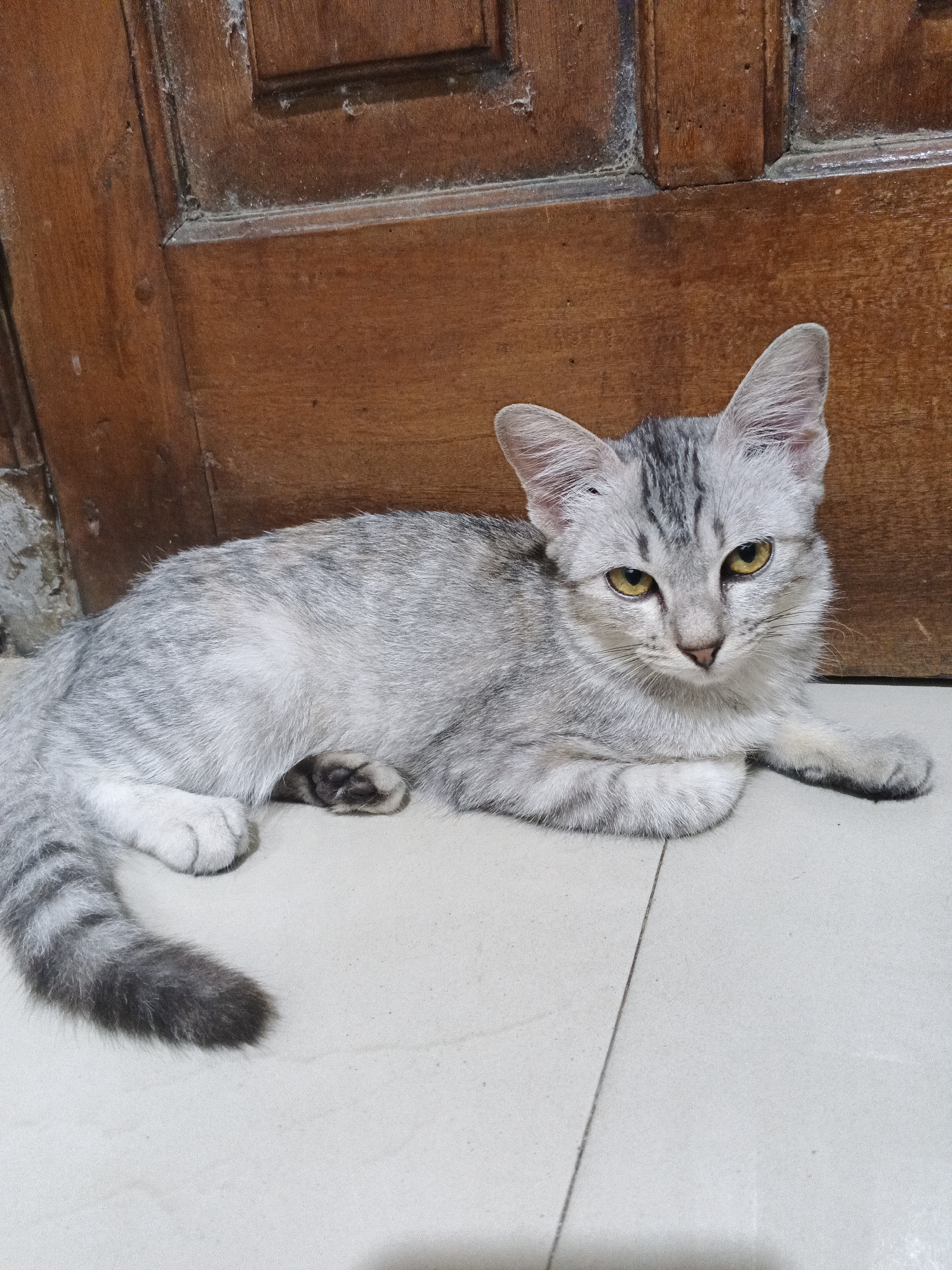 A silver tabby cat with yellow eyes is lying on a tiled floor in front of a wooden door. The cat is facing the camera with its front paws tucked underneath its body. The door is dark brown and appears to be made of wood planks. The floor tiles are light gray and laid in a grid pattern. The scene is indoors and appears to be in a residential setting. The location is the city of Penambangan, Indonesia.