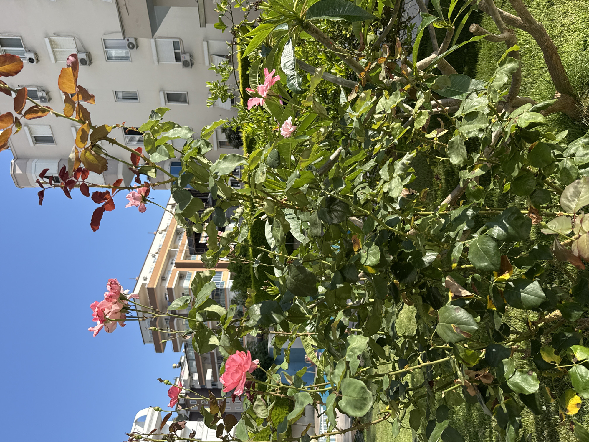 A rose bush with pink flowers is in the foreground, with a clear blue sky and buildings in the background. The buildings appear to be apartments or hotels with balconies and air conditioning units. The setting is sunny and appears to be a residential area in Alanya, Turkey, possibly near a swimming pool, hinted at by the blue of the water visible behind the bush. The rose bush shows signs of new growth and blooming flowers, as well as some browning leaves. There are no people visible in the image.