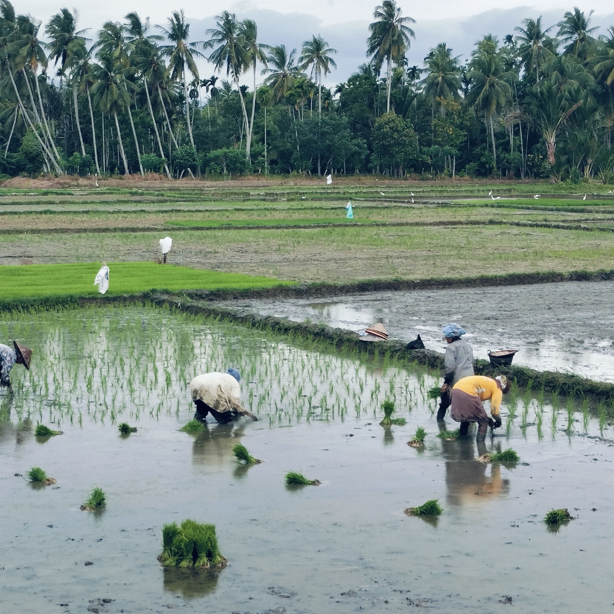 The image depicts a vibrant agricultural scene in Glee Gogo, Indonesia, focusing on the manual labor involved in traditional rice cultivation.
In the foreground, several individuals are actively planting young rice seedlings in flooded paddy fields. At least four workers are seen bent over, submerged in the water and mud, carefully placing the green shoots into the soil. One worker wears a traditional conical straw hat, while others have their heads covered. Bundles of bright green rice seedlings are scattered on the water's surface, ready for planting. The reflections of the newly planted rice shoots are visible in the still water.
The mid-ground features multiple terraced sections of rice paddies, some with young rice already growing, others prepared for planting. Two distant figures in white, possibly scarecrows or workers, stand within the fields. Numerous white egrets are scattered across the paddies, likely foraging for food.
The background is characterized by a dense, lush forest of tall palm trees, predominantly coconut palms, and other tropical vegetation under an overcast, cloudy sky. The overall atmosphere is one of diligent agricultural activity amidst a serene natural landscape. No text is visible in the image.