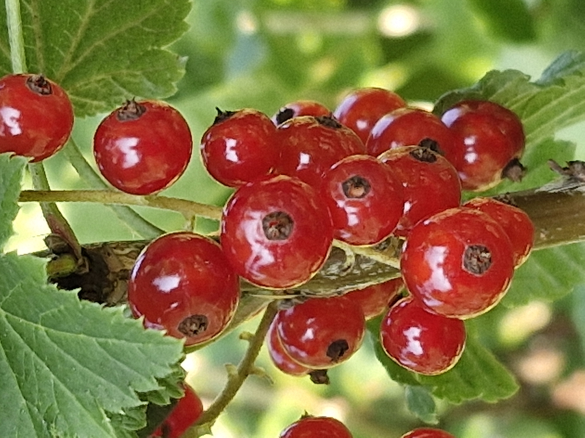 A close-up shot captures a cluster of ripe red currants hanging from a branch, interspersed with green leaves. The berries are round and glossy, with visible sepals at their attachment points. The background is softly blurred, suggesting a natural, outdoor setting with hints of green foliage. The image is well-lit, highlighting the vibrant color and texture of the fruit. This photograph was taken in Klaipėda, Lithuania.