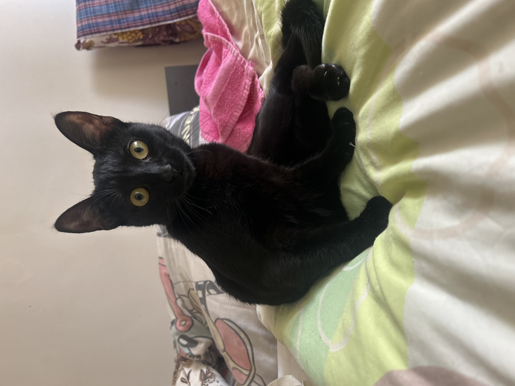 A black cat is lying on a bed. The cat is facing the camera with its eyes open. The bed has a patterned bedspread with a green sheet. There is a pink towel and a patterned pillow visible in the background. The location is unknown.
