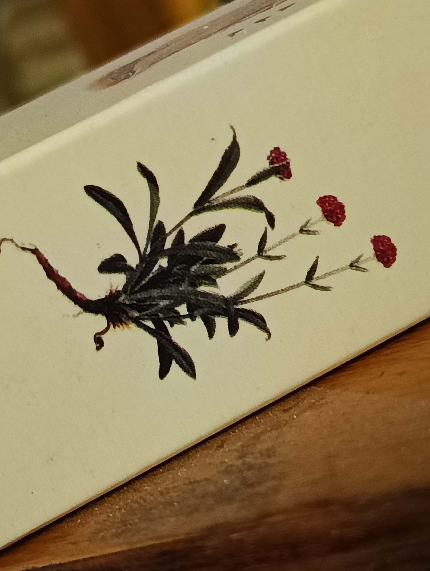 The image presents a close-up view of a botanical illustration printed on a light-colored, slightly textured surface, possibly paper or cardboard, angled across the frame. The illustration features a small, stylized plant with a cluster of dark green to blackish, elongated leaves. From the center of the plant, a reddish-brown, gnarled root-like structure extends to the left. Emerging from the main foliage are three slender stalks, each culminating in a small, spherical, vibrant red flower with a granular or berry-like texture.
The illustrated object is positioned on or against a wooden surface, which is visible in the foreground (bottom right) and background (top left), rendered out of focus. The overall impression is of an indoor setting. There is no activity depicted, and no text is visible in the image. The provided location context of Biliaivka, Ukraine, is not directly discernible from the visual content of the media file.