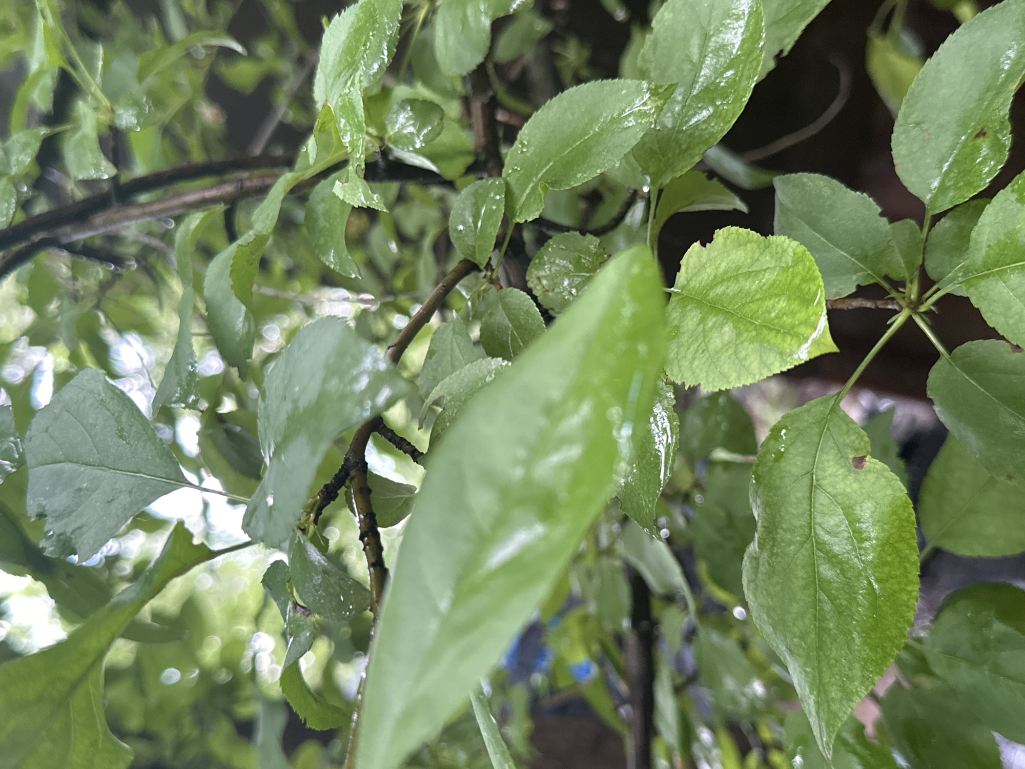 The image shows a close-up view of wet green leaves on a tree. The leaves are glossy and appear to be recently rained on, with visible water droplets. The branches of the tree are thin and dark brown. The background is blurred, with out-of-focus greenery and hints of light, suggesting an outdoor setting. The focus is on the texture and detail of the leaves, highlighting their natural beauty in the rain. The location is described as Unknown, Unknown.