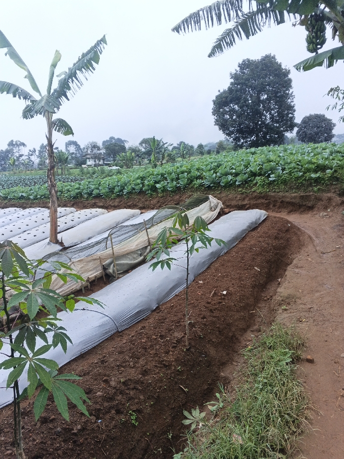A vibrant agricultural scene showcases a farm with diverse crops. Rows of cabbage stretch across the upper field, backed by a distant tree line. In the foreground, parallel mounds of soil are covered in plastic sheeting, interrupted by young cassava plants. A lone banana tree stands tall on the left. A narrow, muddy path borders the planted area, marked with patches of grass. The sky is overcast.