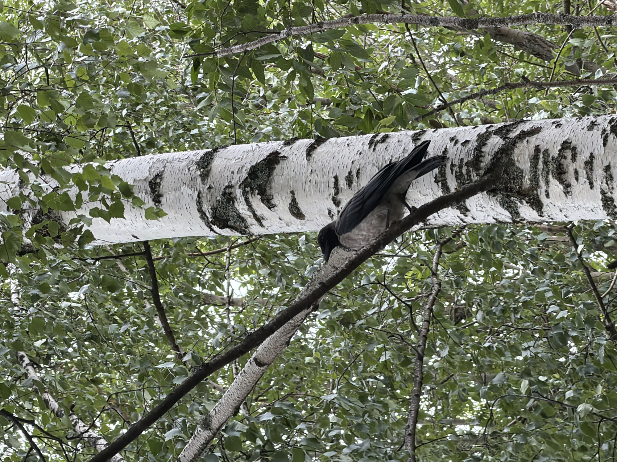 A hooded crow is perched on a branch of a birch tree. The crow is primarily gray and black. The birch tree has a distinctive white and black patterned bark. The background is filled with lush green foliage, suggesting a natural environment. The image appears to have been taken outdoors, likely in a park or wooded area, on an overcast day. There are no people visible in the image. The scene depicts a single bird in its natural habitat.