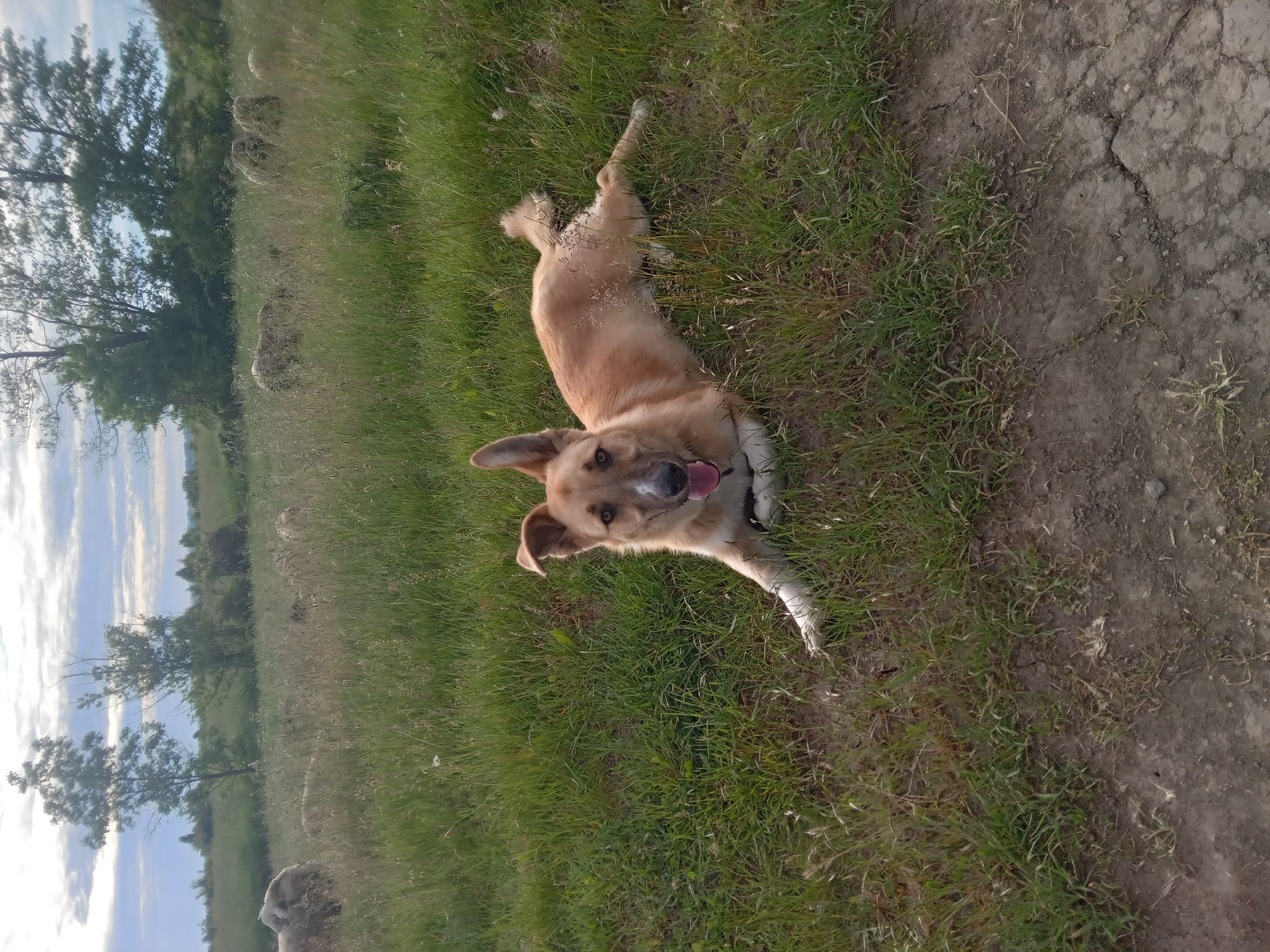 A light brown dog with white markings lies on its side in a grassy field, looking directly at the viewer with its tongue slightly extended. The dog appears happy and relaxed, with floppy ears. Its fur has some dust or light particles on its back. The setting is outdoors, featuring lush green grass in the foreground and around the dog, transitioning to a dirt path with visible cracks on the right side of the frame. In the background, several trees are visible under a partly cloudy sky. The lighting indicates it is daytime, possibly early morning or late afternoon, creating a soft illumination across the scene. The overall environment suggests a natural, open space like a park or rural landscape. No people or text are visible.