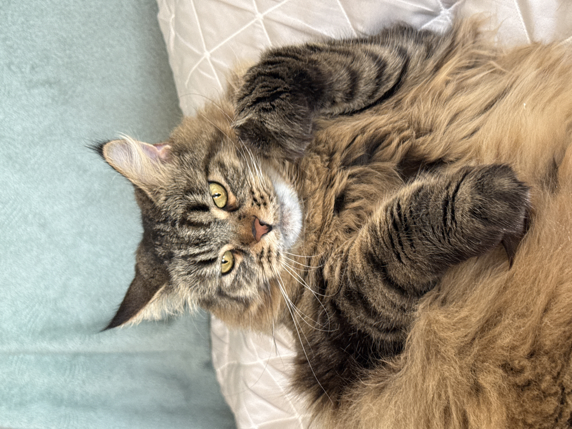 A fluffy, long-haired tabby cat lies on its back or side, looking directly at the camera with bright green-yellow eyes. Its dense fur is a mix of brown and black stripes and patches, with lighter cream-colored fur visible on its chest and around its muzzle. Long, white whiskers extend from its small, pinkish-brown nose. The cat's pointed ears, typical of a domestic cat, are also visible. It appears relaxed and curious, with its front paws tucked towards its body.
The setting is indoors, likely a bedroom or living area. The cat is resting on bedding; a light teal blanket is visible to the left, and a white, textured pillow with a subtle geometric pattern is to the right and behind the cat's head. The lighting is soft and natural, suggesting it is daytime. No specific activity is taking place beyond the cat resting and observing its surroundings. There is no visible text in the image. This media file was captured in Izhevsk, Russia.