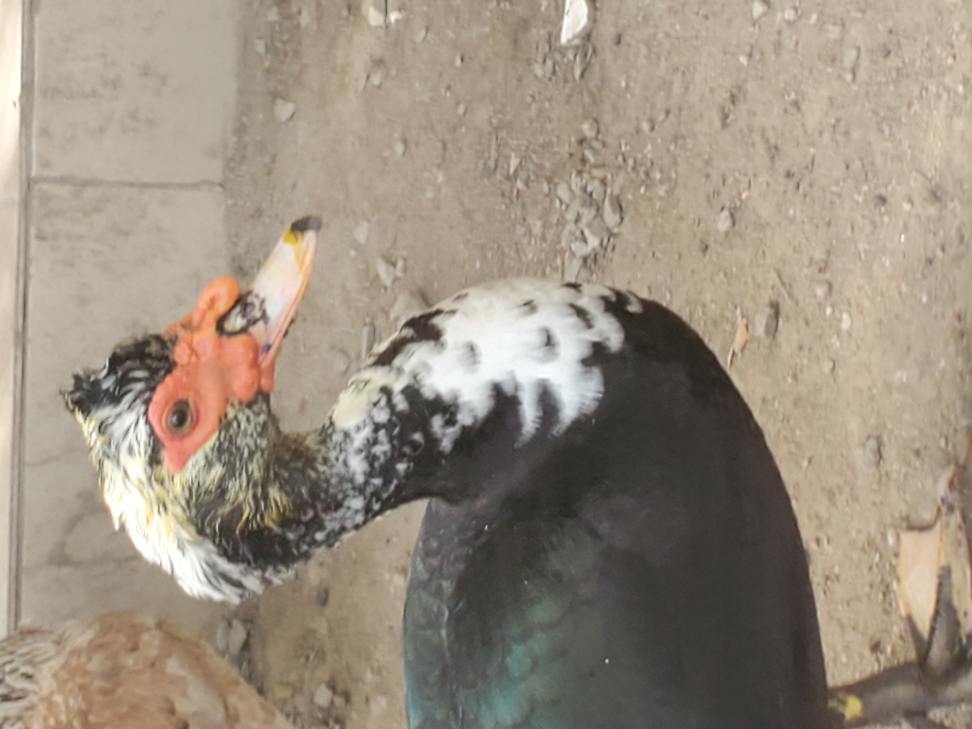 The image depicts a Muscovy duck with black and white mottled plumage on its head and neck. It has a red, fleshy wattle around its eyes and beak. The duck is standing on a surface covered with dirt and small rocks. The duck's body appears to be primarily black with iridescent green hues visible in the feathers. Part of another duck, showing brown and white mottled feathers, is visible in the bottom left corner of the image. The background includes some light-colored concrete slabs. The location in the city of Mararaba, Nigeria, is not verifiable from the image.
