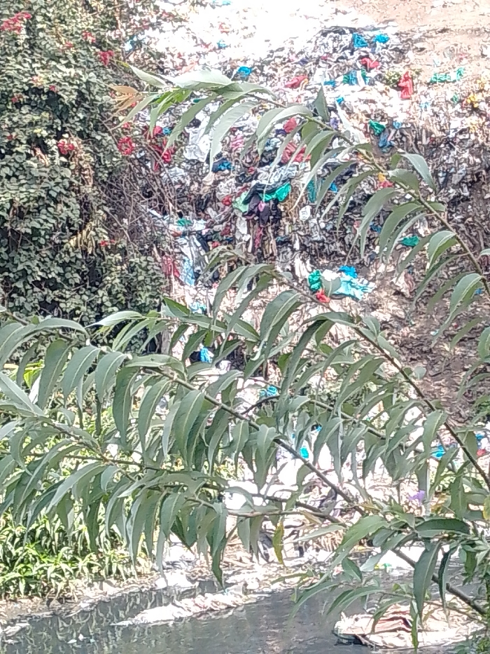 The image displays an outdoor scene along a polluted waterway within the city of Nairobi, Kenya. A leafy tree branch with elongated green leaves dominates the foreground, extending diagonally from the lower right. Beneath this foliage, a dark, reflective body of water, likely a river or canal, contains visible floating debris. The middle ground and background feature a large, irregular mound of accumulated waste and refuse. This refuse pile consists of a dense assortment of multi-colored plastic bags, fabric scraps, and other assorted debris, with prominent colors including blue, green, red, pink, and white. To the far left, dense green vegetation and shrubbery, interspersed with small red flowers, provide a stark contrast to the waste. No human subjects, animals, or active interactions are visible in the frame. The environment indicates significant informal waste disposal directly adjacent to the waterway.