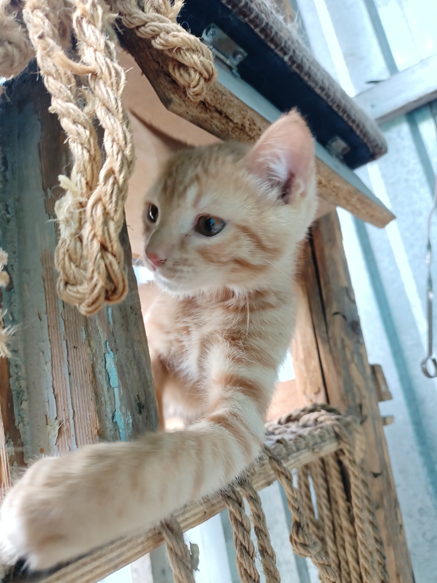 A ginger tabby kitten is positioned inside a wooden structure with rope elements. The kitten is looking to the left with its body angled towards the viewer. Its front right paw is extended forward, resting on a wooden plank. The background consists of a corrugated metal wall and some wooden beams. The scene appears to be outdoors, possibly in a backyard or a less-maintained area. There is no indication of the specific location within Almaty, Kazakhstan.