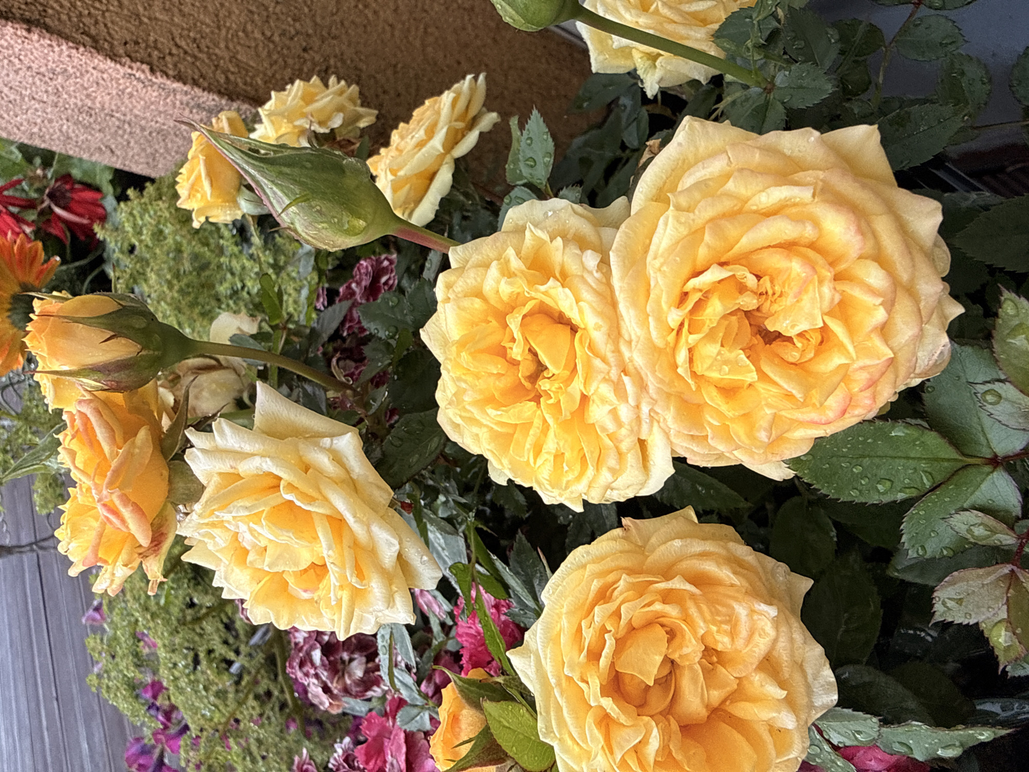 In Galinė, Lithuania, a close-up photograph captures a cluster of yellow roses in full bloom. The roses are vibrant, with some showing hints of pinkish-orange at their petal edges, and are adorned with glistening water droplets, suggesting recent rain. Several rosebuds, still in their green, tightly furled state, are also visible, promising future blooms. Surrounding the roses are dark green leaves, also speckled with water. In the background, a weathered wooden fence provides a rustic backdrop, and other foliage, including some with purple and red hues, adds depth and texture to the scene. The composition focuses on the delicate beauty and freshness of the flowers, with the texture of a rough, brown pillar visible on the right side of the frame.