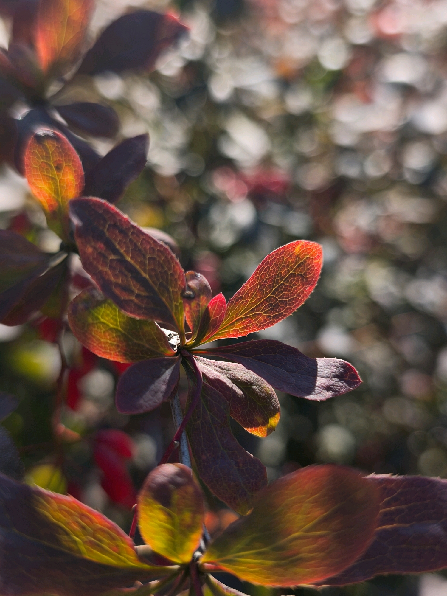 The image shows a close-up, low-angle view of dark red and green leaves with veins illuminated by sunlight. The leaves are on a stem, and there are other blurred leaves and bokeh in the background. There are no people or identifiable landmarks. The image's content does not provide any information that would allow for the determination of its location in Mahilyow, Belarus, or any other city.