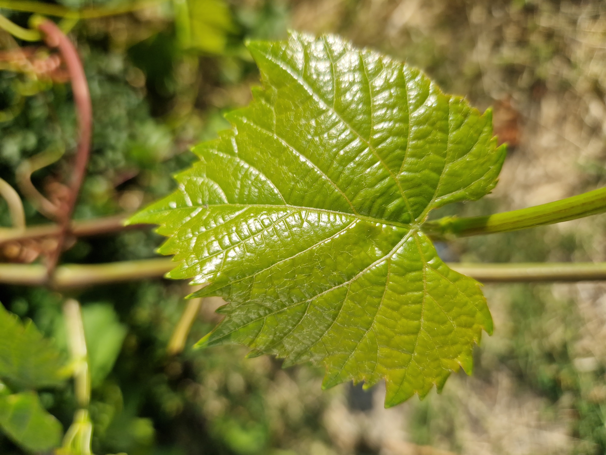 A close-up, low-angle shot focuses on a vibrant green, young grape leaf with prominent veins and serrated edges. The leaf is attached to a thin, green stem, which is part of a larger vine. In the blurred background, other green foliage and a reddish-brown vine are visible, suggesting an outdoor setting. The ground below the plant appears dry and is also out of focus. The lighting suggests it is daytime, with sunlight glinting off the waxy surface of the leaf. The scene is devoid of people and any indication of a specific location within Sofia, Bulgaria, or any other city.