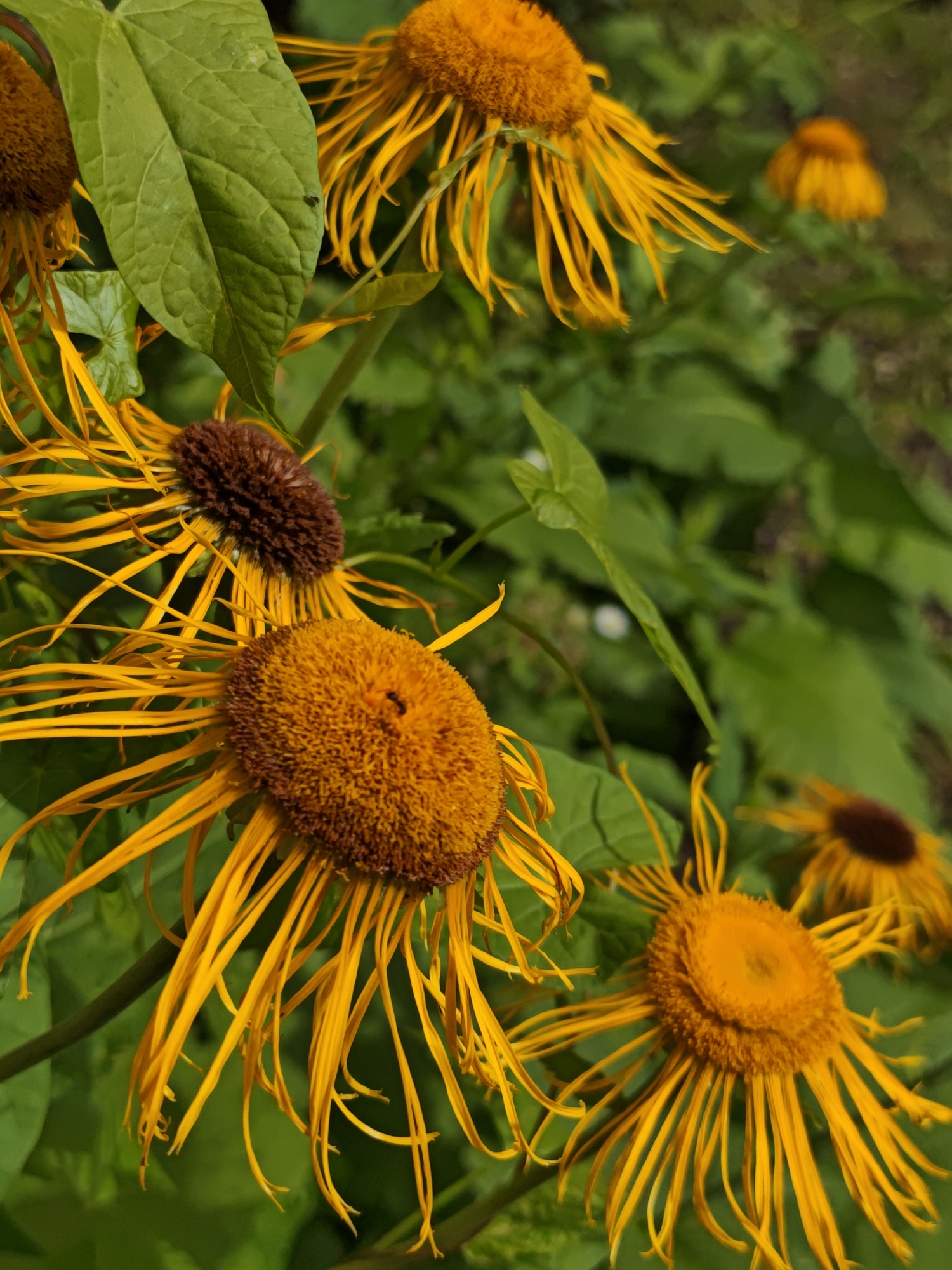 A close-up, eye-level shot shows several bright orange daisy-like flowers with long, thin petals extending outwards. The flowers have fuzzy, darker brown centers. The background is filled with lush green foliage. The image appears to be a photograph taken in a natural outdoor setting, possibly a garden or park. The specific location of Shcherbinka, Russia, is not visually ascertainable from the image itself.