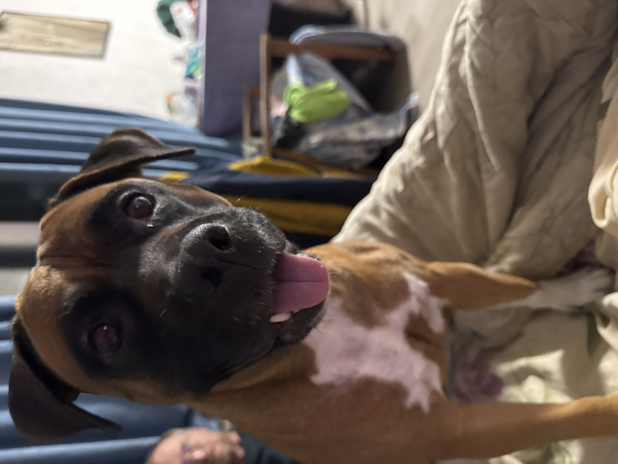 A close-up, slightly tilted indoor shot features a boxer dog lying on what appears to be a bed or soft surface covered with a tan-colored blanket. The dog's head is angled towards the camera, revealing its tongue sticking out. The dog has a brown and black coat with white markings on its chest and legs.
In the background, there is a blue ribbed surface (possibly a bed or couch) and a cluttered area with various objects, including a chair, a green item, and other indistinct items.
The location is not discernible as Chaikovsky, Russia, or any other specific place.