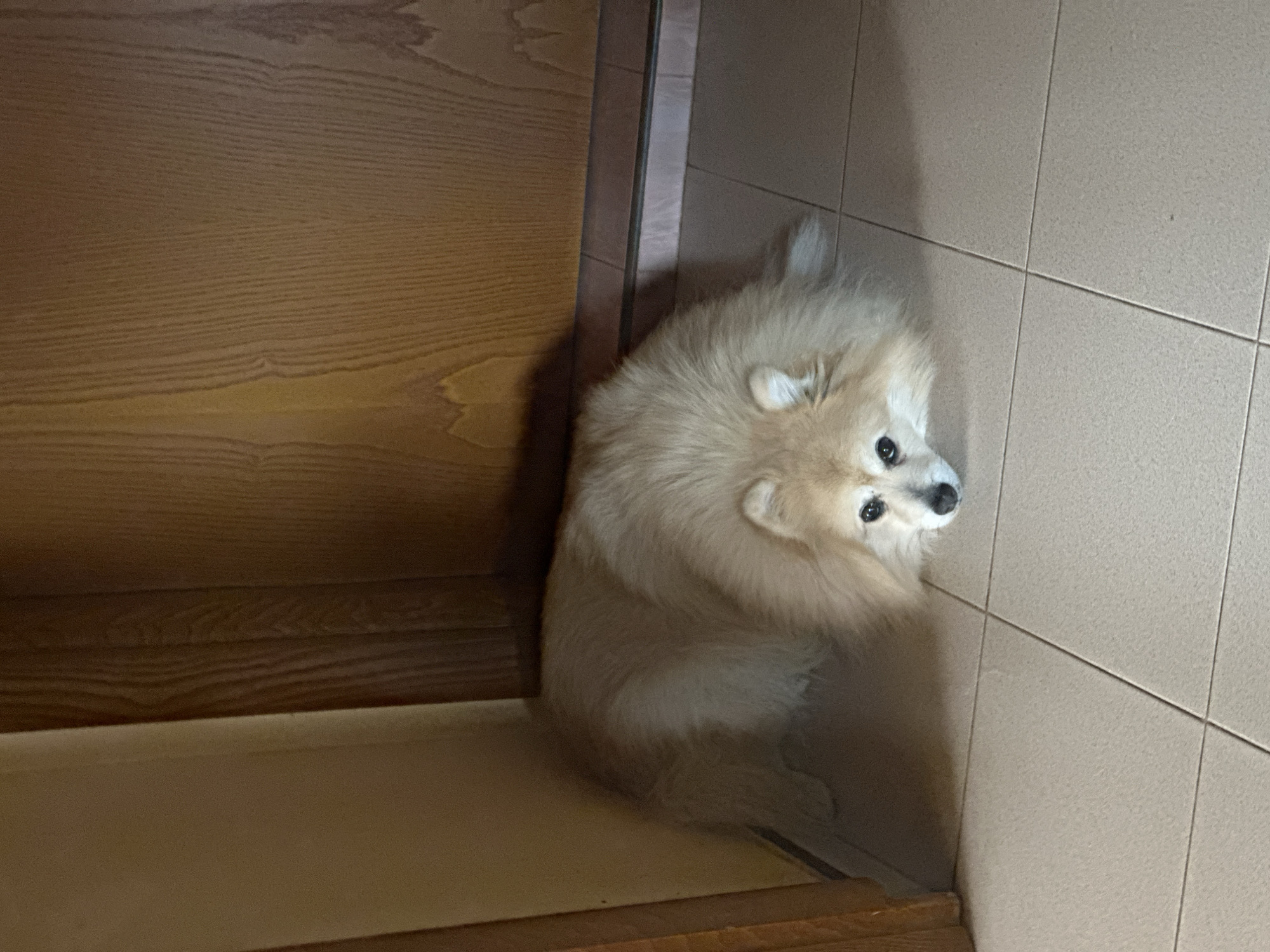 A fluffy, light brown Pomeranian dog is lying on a tiled floor in what appears to be an indoor setting. The dog is positioned in a corner, with its body stretching out towards the right side of the frame. Its head is resting on the floor, and its eyes are looking towards the camera. The background consists of a light brown wall on the left and a wooden door on the right. The lighting suggests an indoor environment, possibly a home. The dog is the sole subject in the image.
