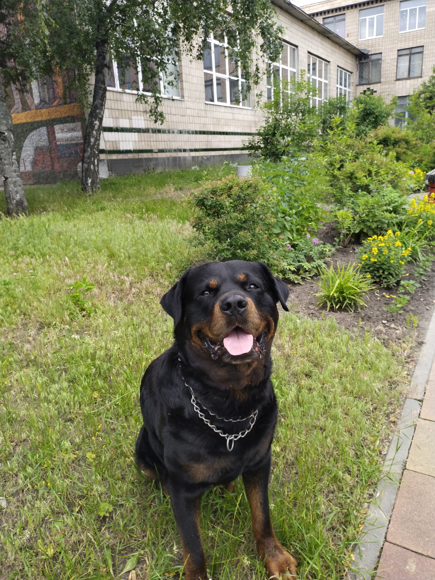 A black and tan Rottweiler dog with a silver chain collar sits on a grassy area in front of a building. The building, which appears to be a school or public institution, is constructed of light-colored brick and has numerous windows. A mosaic mural is visible on the left side of the building. Lush green bushes and yellow flowers are planted in front of the building. The ground is covered with green grass and a paved walkway is present on the right side of the image. The dog is looking directly at the camera with its tongue out and mouth open.