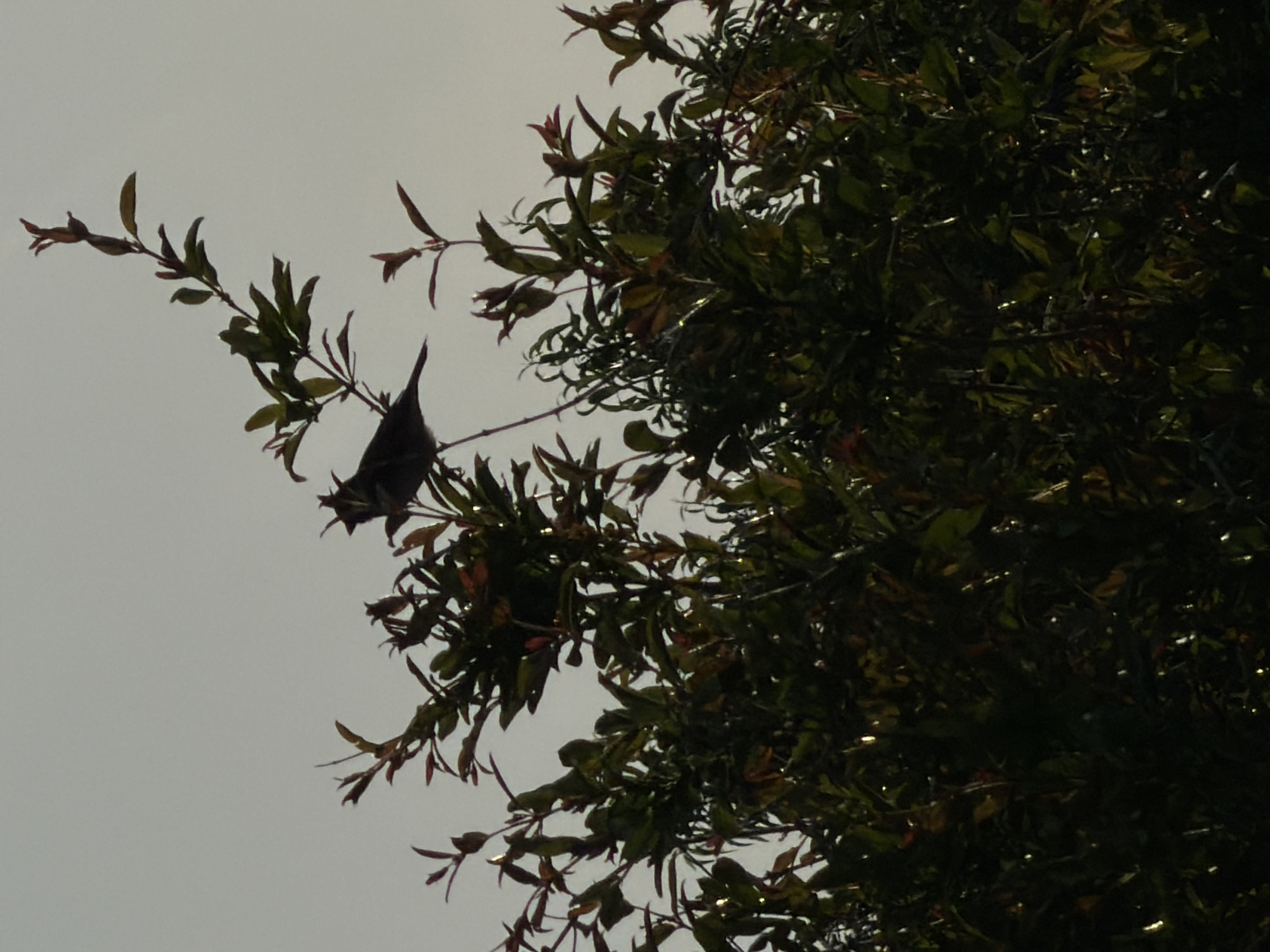 The image captures an outdoor scene featuring a tree and a bird against an overcast sky. A bird, largely silhouetted in dark grey to black, is perched on a slender branch that extends from the main foliage mass. Its head, body, and tail are clearly discernible against the bright background.
The tree or large bush occupies the right and lower-right portions of the frame. Its foliage is dense, with many small leaves. While largely appearing dark due to silhouetting, some leaves on the outer branches show hints of green and reddish-brown hues. Patches of light reflecting off the leaves are visible within the denser sections of the tree.
The sky is a uniform, bright light grey, indicating an overcast day or specific lighting conditions where the light source is behind the subjects, creating a strong silhouette effect. The bird is stationary on the branch, appearing to be resting or observing. There is no visible text, specific location cues, or discernible emotions in the image.