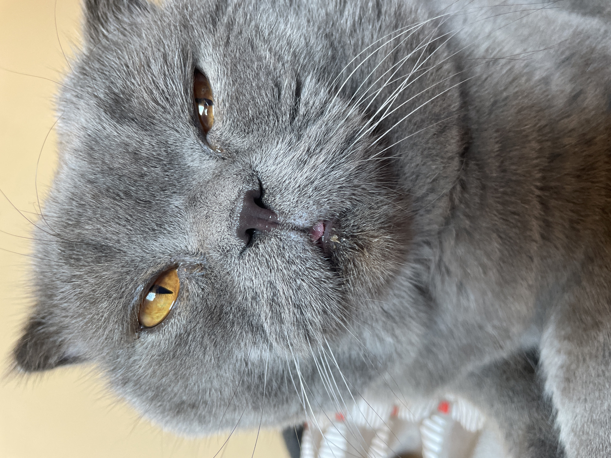 A close-up, low-angle shot shows a grey cat's face. The cat is facing the camera, tilted slightly to its left. Its fur is short and soft, with a greyish-blue hue. The cat has large, amber-colored eyes that are looking directly at the viewer. Its pupils are dilated, suggesting it might be in a dimly lit environment or feeling relaxed. The cat's nose is small and dark, and its mouth is slightly open, revealing a small pink tongue. The whiskers are long and white, fanning out from its muzzle. The cat appears to be resting, with its head slightly tilted and its expression calm. The background is a soft, blurred yellow, which could be a wall or a blanket. The lighting is soft and natural, suggesting it might be daytime. There are no visible humans or other animals in the frame. The focus is entirely on the cat's face, highlighting its features and texture. The overall impression is one of a peaceful and contented pet.