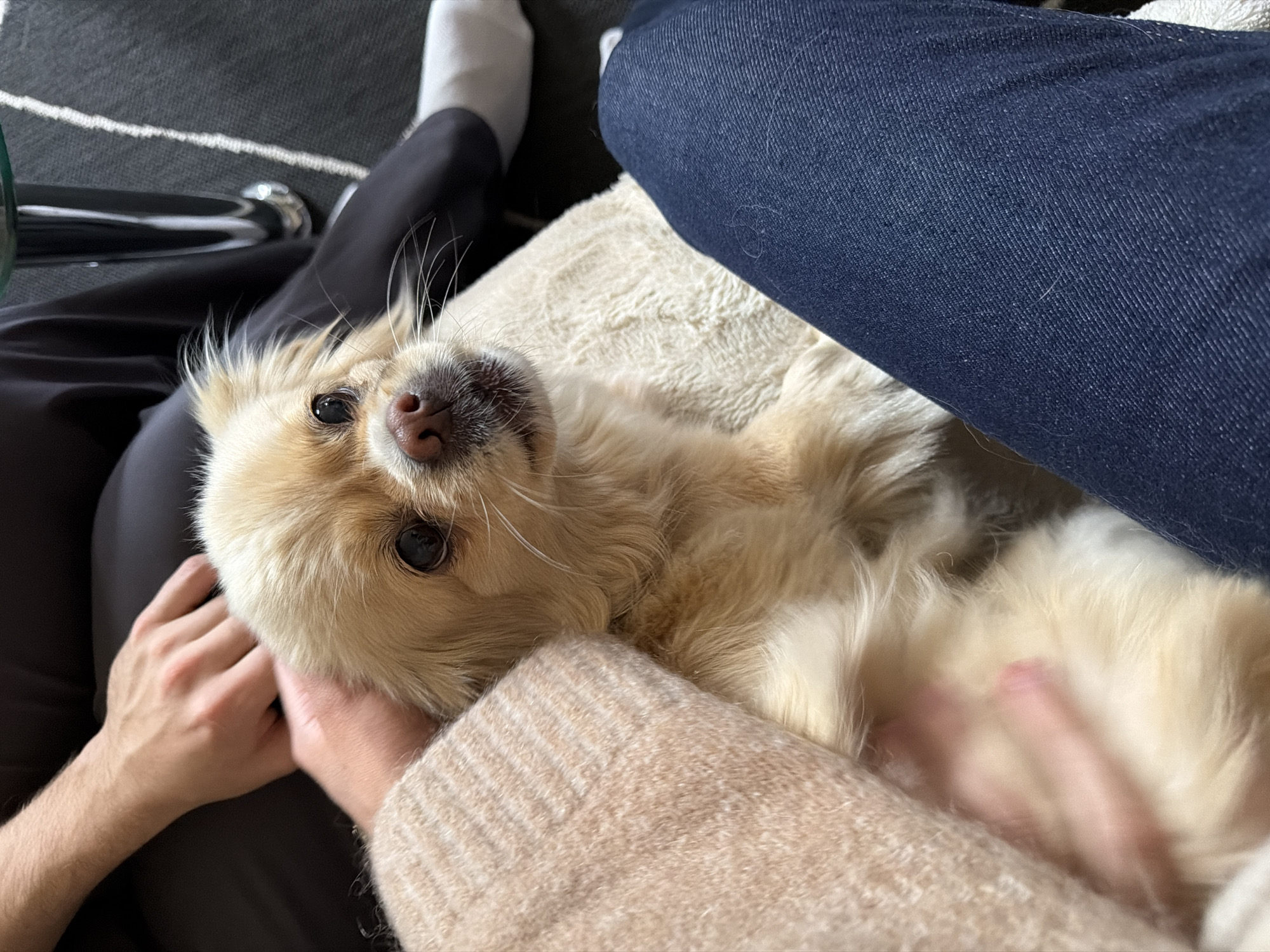 An intimate, close-up shot captures a small, light-colored dog nestled between the legs of two individuals. The dog, with its light tan fur and dark eyes, looks directly at the camera. One person's hand is visible on the dog's back, while another person's arm is resting nearby. The scene appears to be indoors, with dark fabric surfaces and a glimpse of what might be a chair or sofa. The individuals are dressed casually in jeans and a knitted sweater. The image is characterized by soft lighting, highlighting the dog's features and the textures of the clothing.