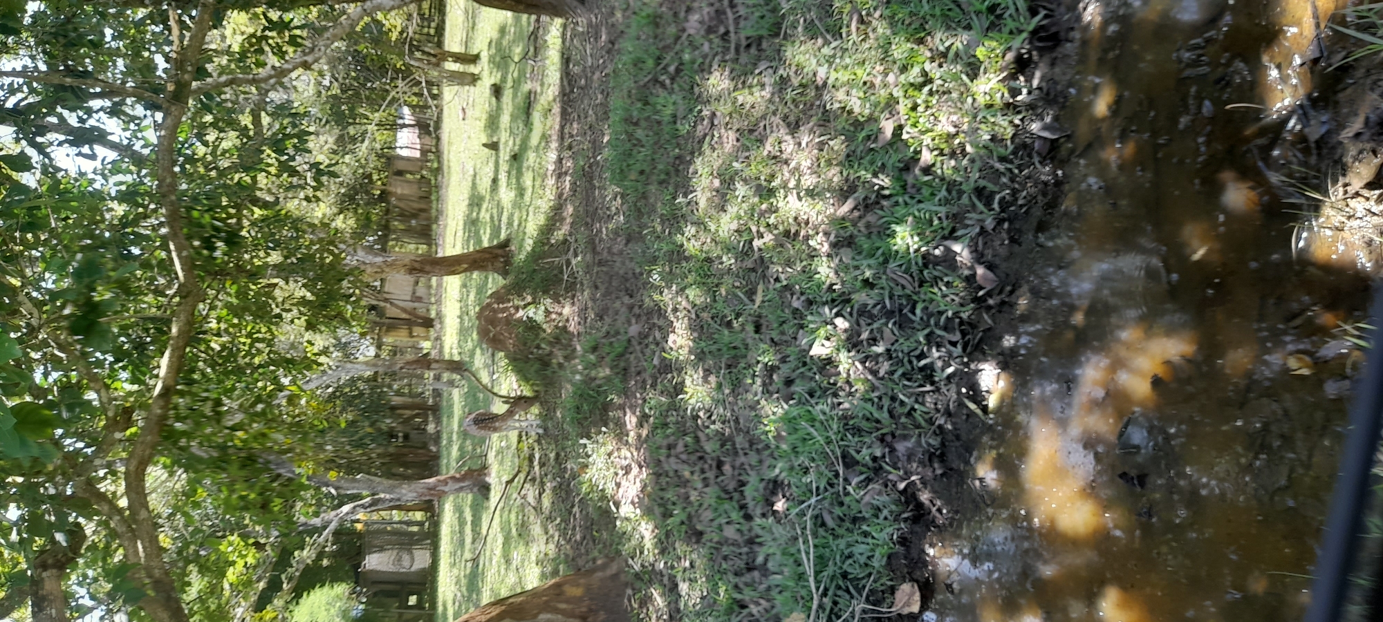 The image depicts a wooded area with trees and lush greenery alongside a murky water channel. In the background, there is a grassy field with additional trees and what appears to be fencing or some type of structure. A spotted fawn is seen in the mid-ground, standing near one of the trees. The scene is captured in daylight, with dappled sunlight filtering through the trees. The location is described as Unknown, Indonesia.