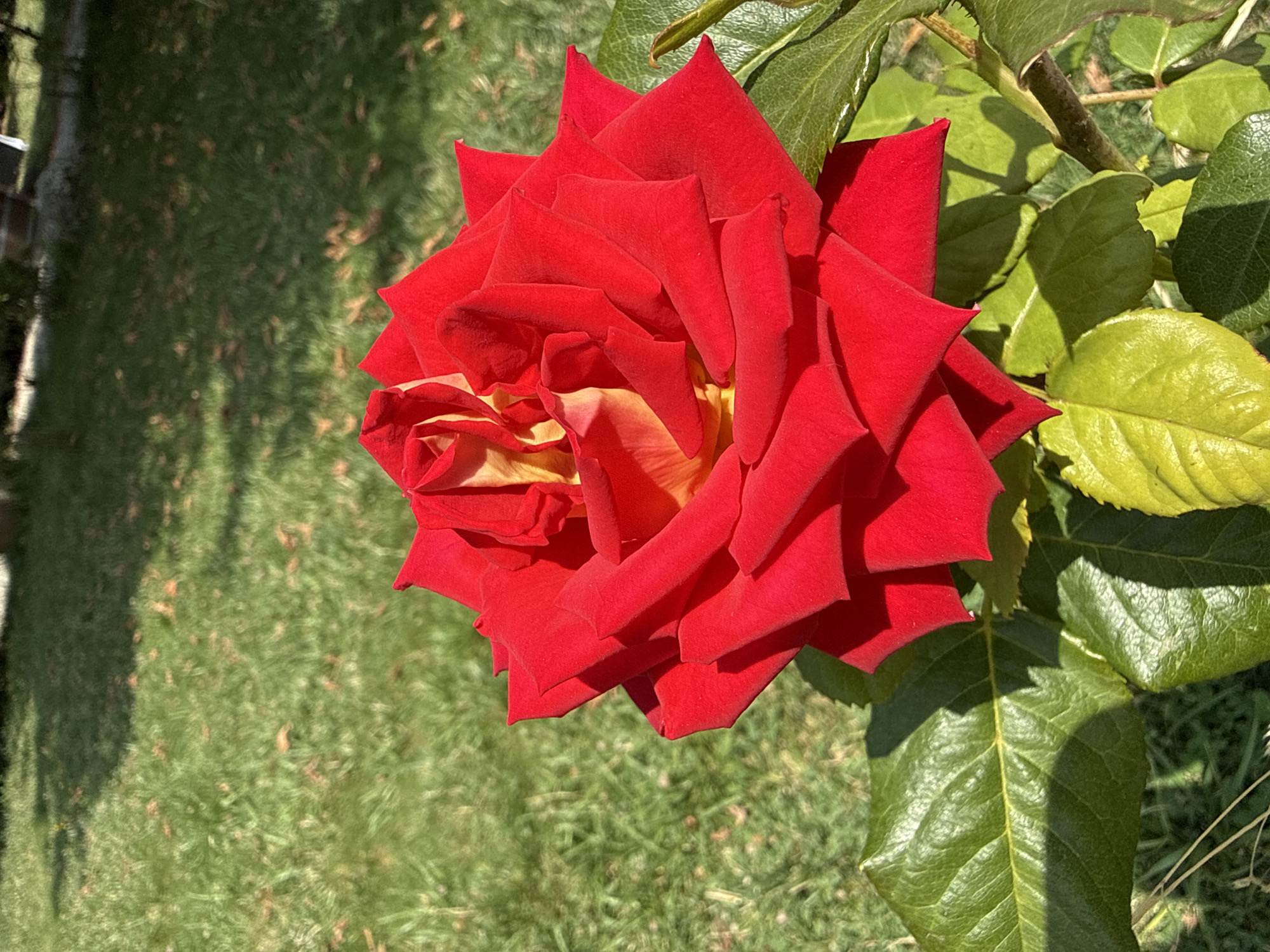 A close-up, eye-level shot captures a vibrant red rose in full bloom against a soft-focus background of lush green grass, dappled with sunlight and shadows. The rose, with its velvety petals transitioning to yellow and orange hues at its core, is the clear focal point. Leaves, a rich green, frame the bottom of the flower. The scene is set in a garden in Mirikənd, Azerbaijan, suggesting a tranquil, outdoor setting bathed in the warm light of day. There are no people or animals present, emphasizing the natural beauty of the rose and its surroundings. The image is sharp and clear, showcasing the intricate details of the rose's petals and the texture of its leaves.