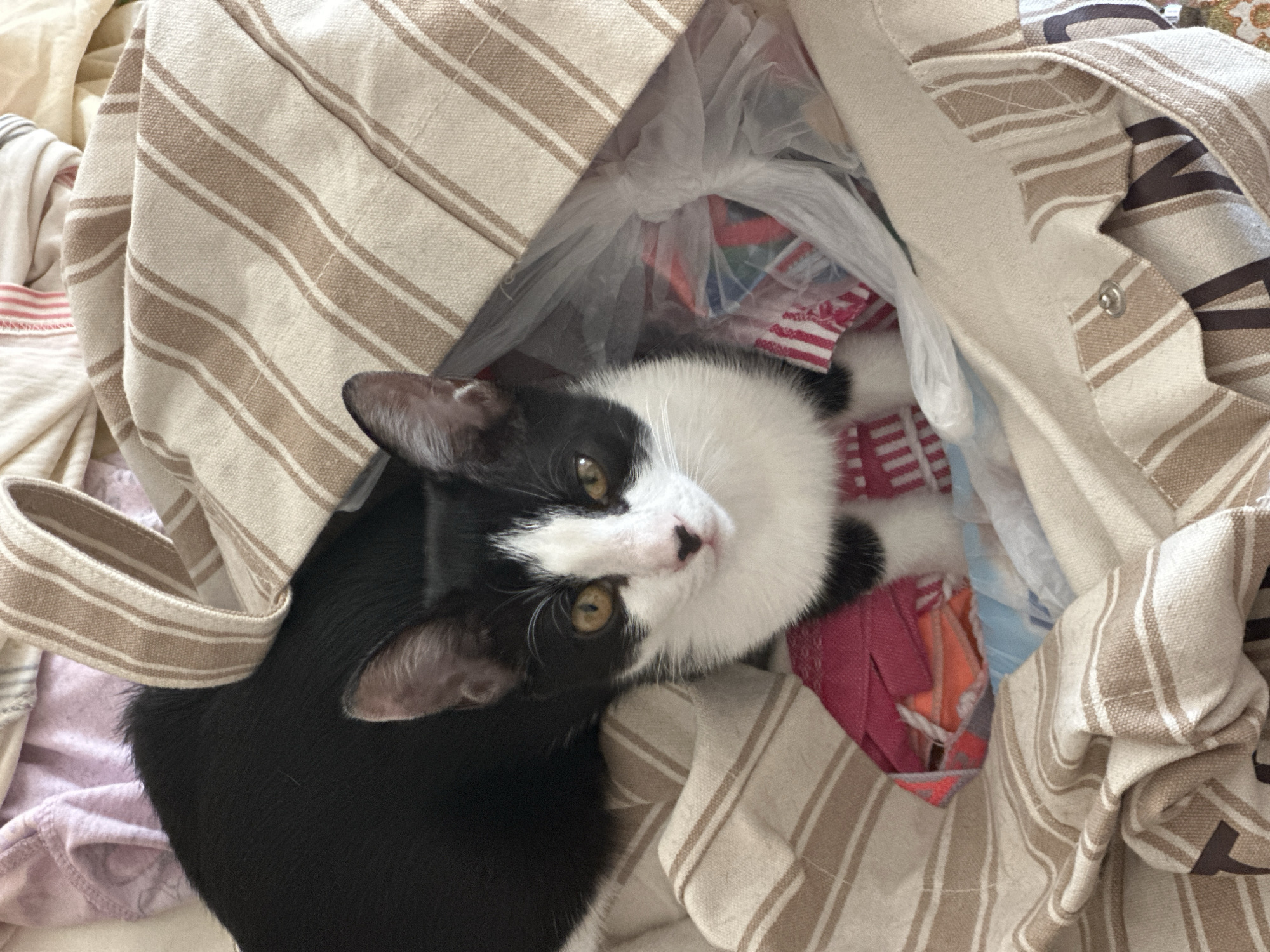 A black and white kitten is peeking out from a striped canvas tote bag. The kitten's face is white with black markings around its eyes and on its ears. Its eyes are yellow. The bag is filled with a few fabric items and a clear plastic bag. The background appears to be clothing. The image does not provide any information or context related to the city of Budva, Montenegro.
