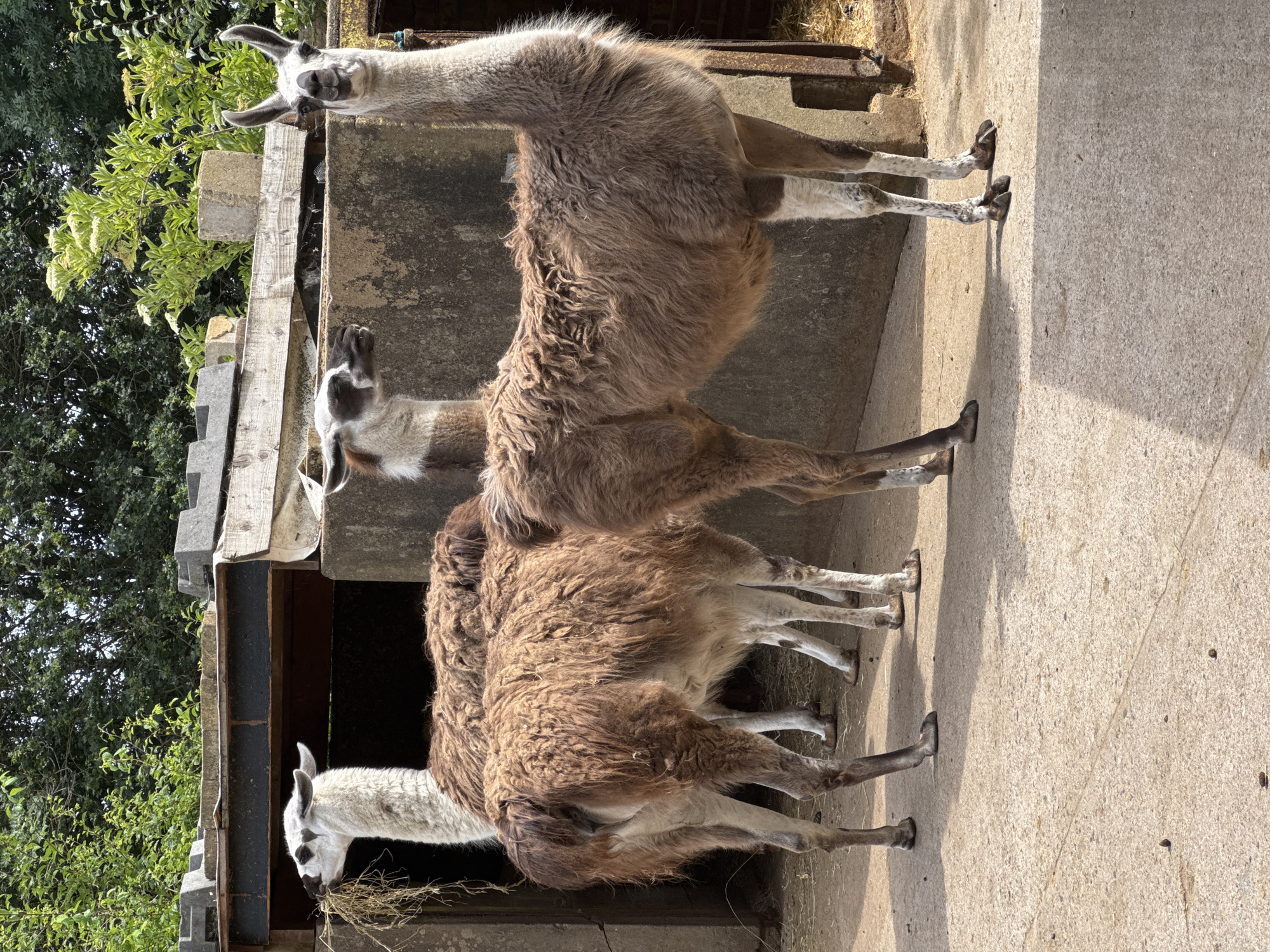 The image depicts three llamas standing in an outdoor enclosure, possibly at a petting zoo or animal park. The uppermost llama has a pale cream-colored coat, while the other two have darker, brown coats. One of the llamas is eating hay inside a small wooden structure. The background includes green foliage and concrete walls. There is no indication of the specific location in London.