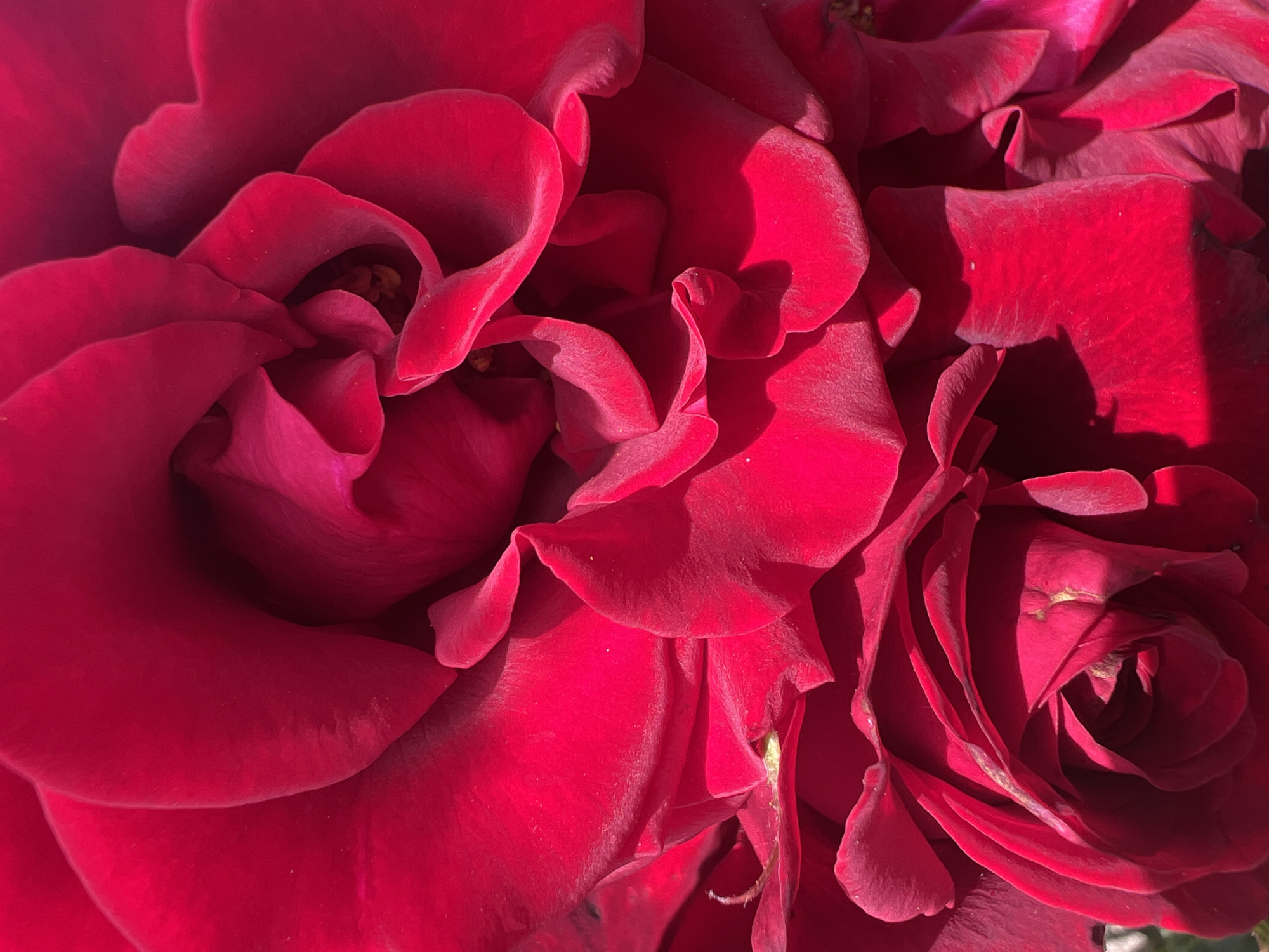 This is a close-up, macro photograph of red rose petals. The petals are layered and ruffled, creating a sense of depth and texture. The lighting creates strong shadows and highlights, emphasizing the velvety surface of the petals. There are no people or specific environmental details visible that would indicate a location within Дмитровское сельское поселение, Ukraine.