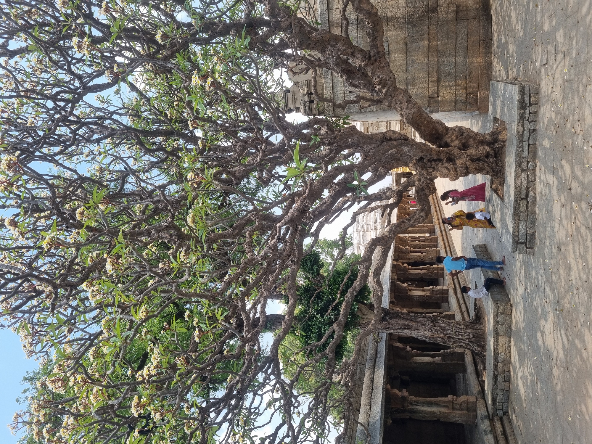 This image captures a scene in Lepakshi, India, featuring a large, old tree with dense, gnarled branches covered in clusters of small, white flowers and green leaves. The tree's thick trunk emerges from within a stone structure, indicating it has grown among the ancient architecture. Several people are present near the base of the tree and the surrounding stone steps and walls. One person is wearing a red sari, and another is in a yellow outfit. A person in a blue shirt and jeans stands on the stone steps, while someone in a white shirt is seated. The architecture is characterized by grey stone structures with carved details, suggesting a historical or temple setting. The overall environment is bright, with sunlight casting shadows on the ground.