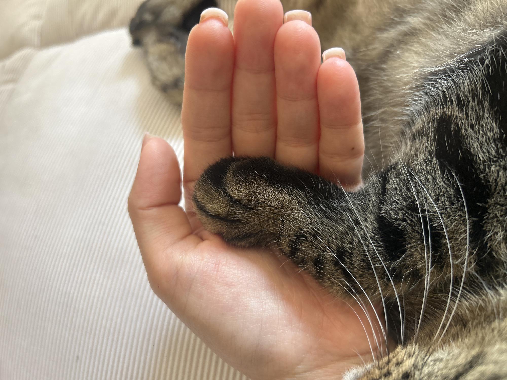 A close-up shot shows a person's hand holding a tabby cat's paw. The hand is positioned on a light-colored, textured surface, possibly a bedspread. The cat's fur is visible, along with its whiskers. The image is a still, and no action is taking place. The location in the city of Khyrdalan, Azerbaijan is not discernible from the image itself.