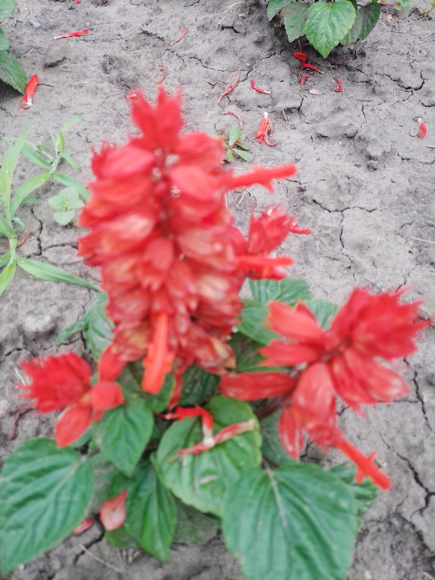 A close-up, slightly blurry shot captures a cluster of vibrant red Salvia flowers in bloom, set against a backdrop of dry, cracked soil. Scattered across the ground are fallen red petals and a few green leaves. The image appears to be taken outdoors in a garden or natural setting, possibly in Myrhorod, Ukraine, given the context. The lighting is natural, with no artificial sources visible.