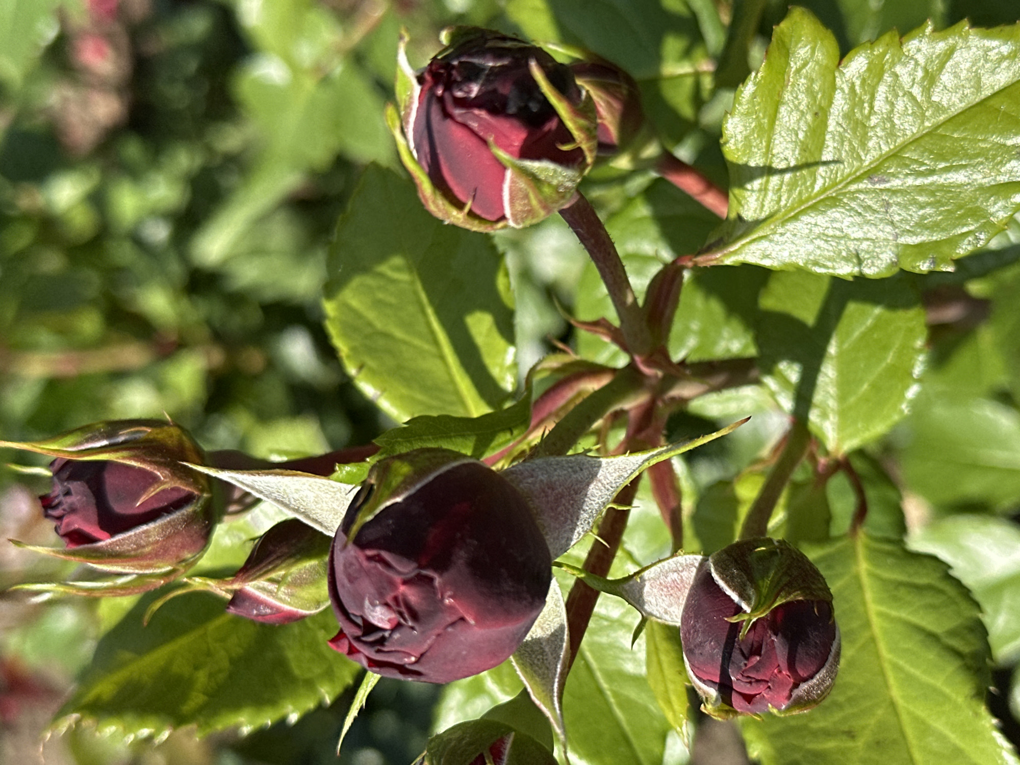 This is a close-up, eye-level, outdoor photograph of several dark red rose buds on a branch with green leaves. The rose buds are in various stages of development, with some being tightly closed and others showing hints of unfurling petals. The leaves are a vibrant green and appear healthy. The background is softly blurred, indicating a shallow depth of field, and consists of more greenery. The lighting suggests it is daytime, with sunlight casting shadows. The scene is set in an urban garden environment, potentially in Moscow, Russia, given the prompt. There are no people or animals visible in the frame. The overall impression is one of natural beauty and growth.