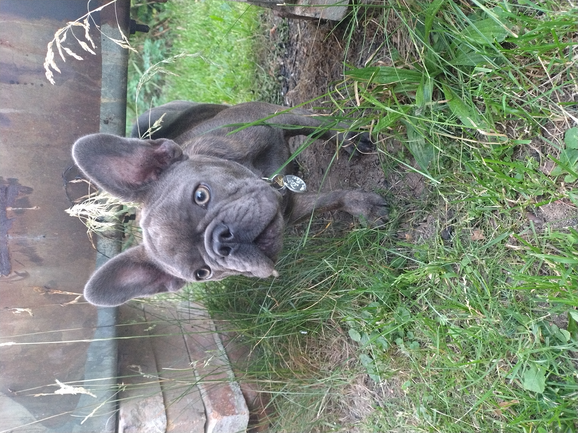 A blue French bulldog stands in tall grass next to a weathered metal structure and stacked bricks. The dog's ears are erect, and its eyes are focused forward. A silver tag hangs from its collar. The ground is covered in dirt and grass, with dry leaves and twigs scattered about. The background features the rough texture of the metal structure and the rough-hewn bricks. The scene is outdoors, in a natural setting.