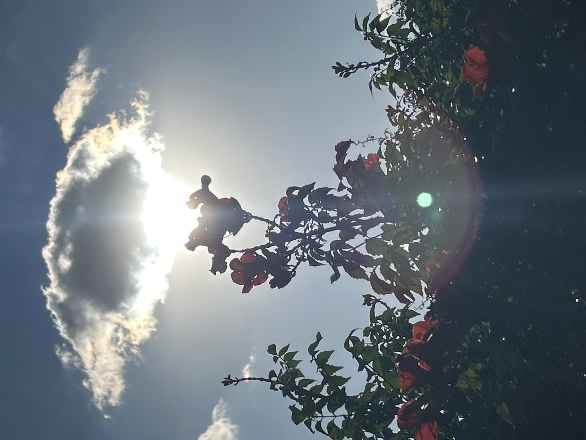 The image depicts a sunlit sky with a prominent cloud formation partially obscuring a bright sun, creating a halo effect. In the foreground, silhouetted against the bright sky, are the branches and orange flowers of a Trumpet Vine. The vegetation is dense, with green leaves visible in the lower half of the image. A green lens flare is present in the lower center of the frame, and another lens flare extends diagonally from the lower right corner. The overall impression is that of a bright, sunny day, likely outdoors, with the sun positioned high in the sky. There are no people, animals, or buildings visible in the image. The setting appears to be a garden or park with abundant flowering plants. The image does not contain any information that would allow for the identification of a specific location in the city of Krasnodar, Russia.