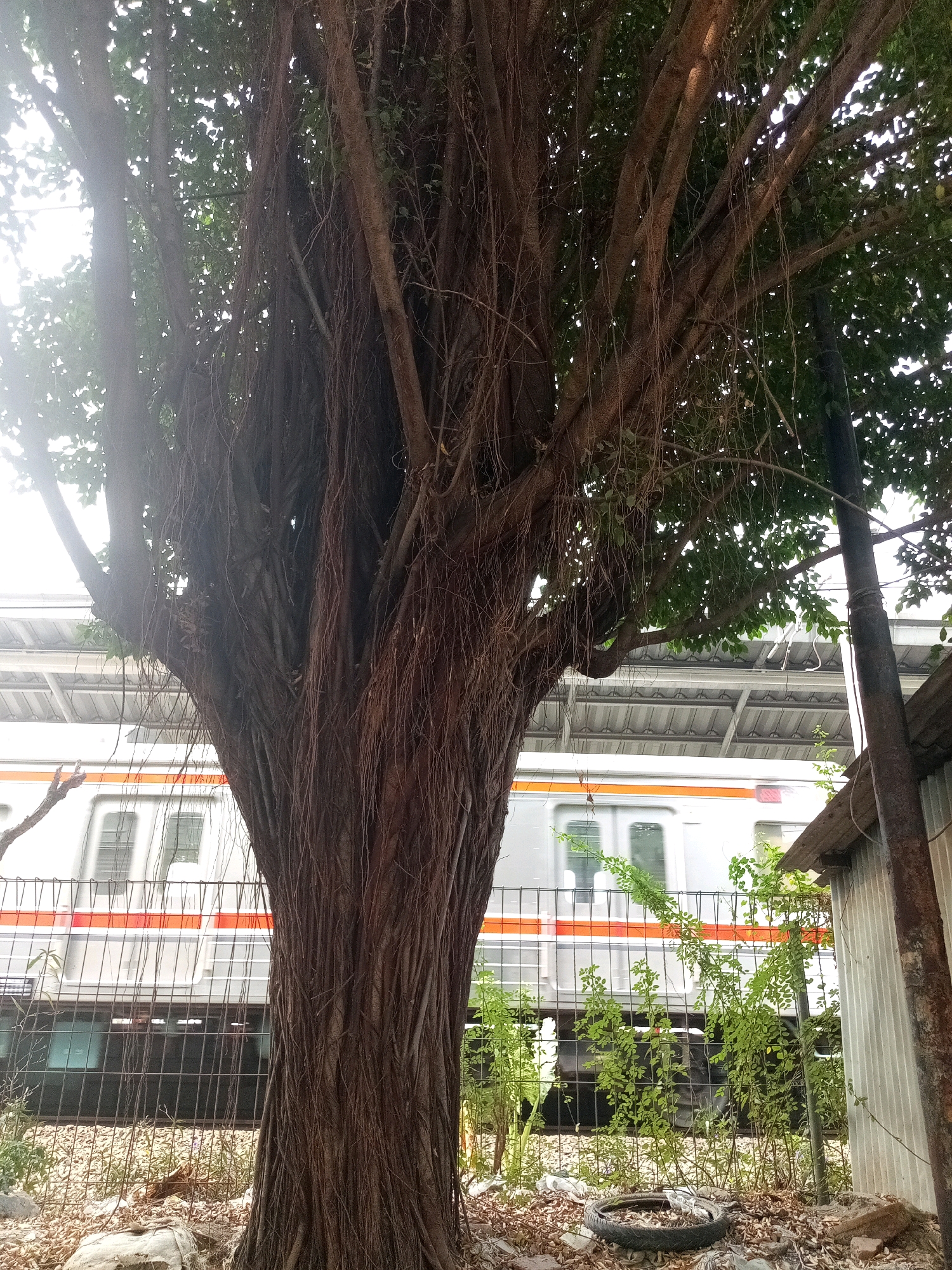 A banyan tree with numerous aerial roots dominates the foreground of the image. Behind the tree, a train with a white and orange stripe runs on tracks, visible through a wire fence. To the right of the train, a corrugated metal structure is partially visible. The ground is covered with dry leaves and debris, including a discarded tire. The scene appears to be an outdoor setting, possibly near a train station or railway line in Bekasi, Indonesia.