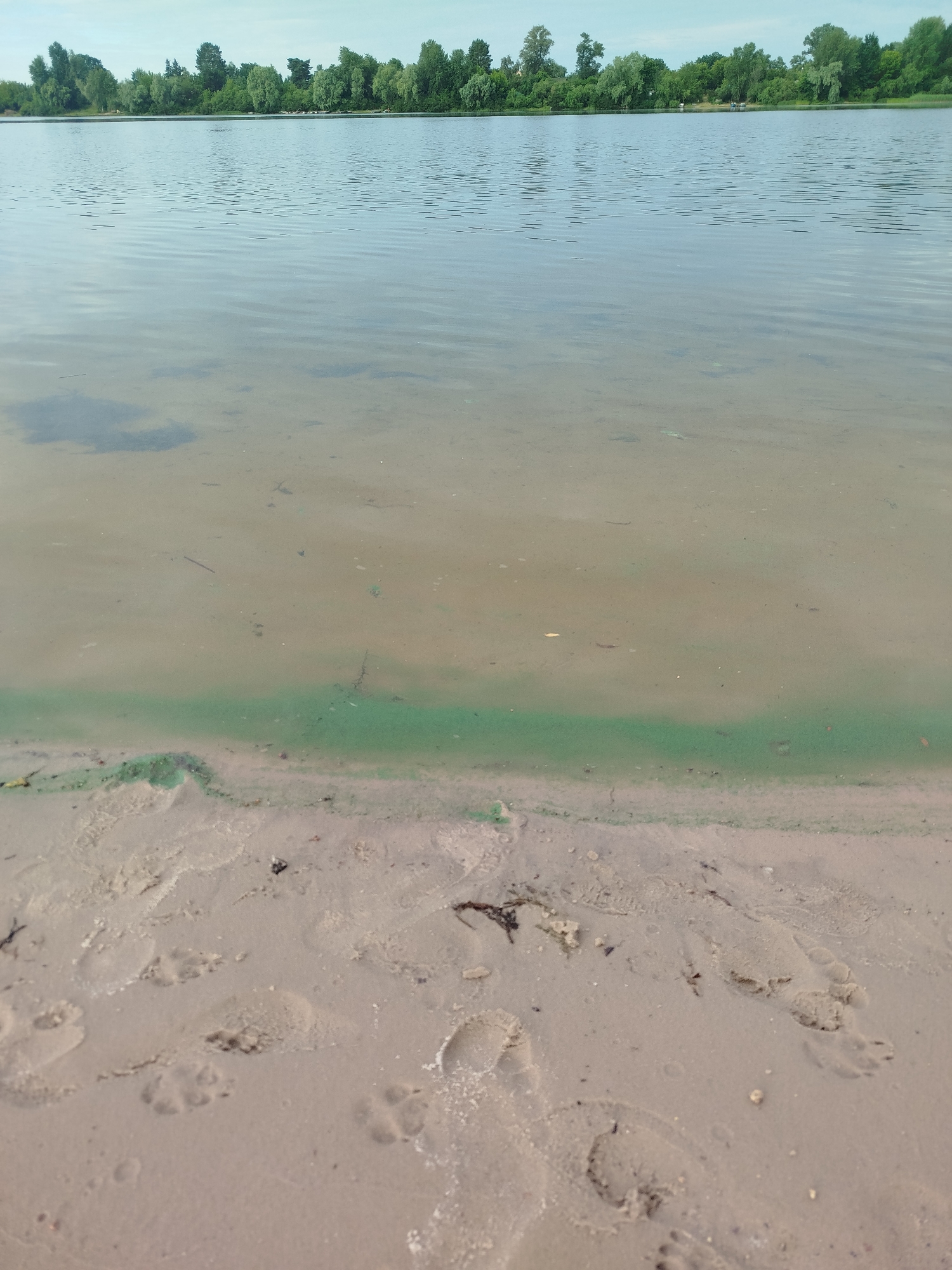 This is a ground-level photograph taken from a sandy beach looking out over a calm body of water. The water is a light blue with subtle ripples and appears shallow near the shore, with the sandy bottom visible. A band of green algae or plant matter runs along the waterline, separating the sand from the deeper water. The background shows a dense line of trees with a clear sky above. Footprints, some appearing to be from animals, are imprinted in the wet sand at the edge of the water. The scene depicts a natural waterfront environment.