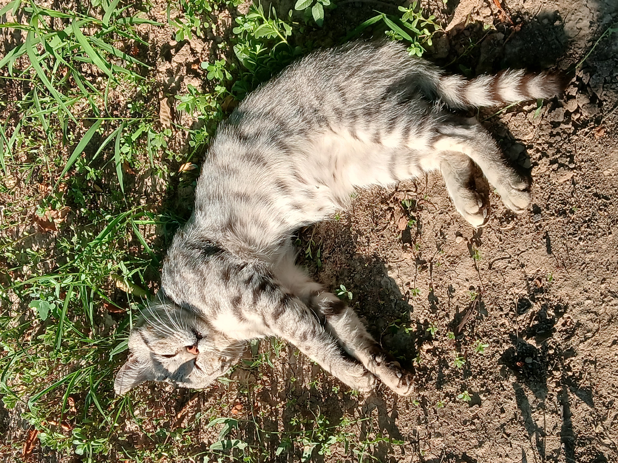 A tabby cat with grey and white stripes is lying on its back in dry soil and green grass in an outdoor setting. The cat is facing upwards with its eyes closed and its mouth slightly open, appearing to be asleep or resting in the sun. Its paws are relaxed and spread out. The ground is a mixture of loose dirt, small pebbles, and patches of short green grass. The environment suggests a natural, unkempt area. The lighting indicates a sunny day, with shadows cast by the grass and the cat. The image does not provide information about the city of Коктал, Kazakhstan, or any specific urban or rural context beyond what is depicted in the natural landscape.