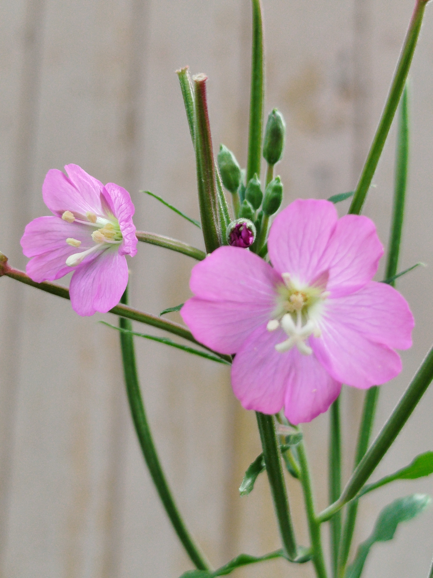 The image is a close-up, vertical shot of two pink flowers with multiple petals and yellow centers, in focus against a blurred, light-colored background. The flowers are on green stems with some buds and a small purple bud visible. The background appears to be a wooden fence. The location is stated as Чкаловское Снт, Russia.