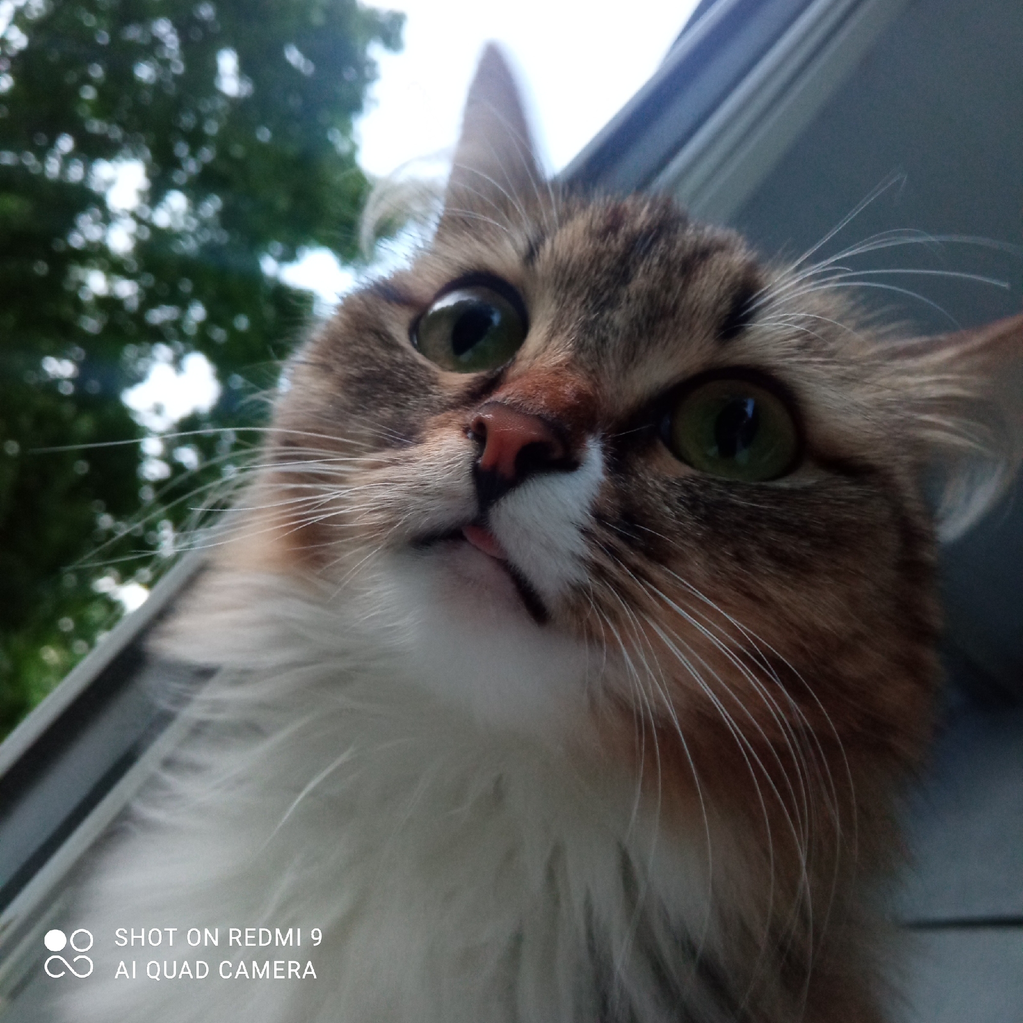 A close-up, low-angle shot features a cat's face in sharp focus. The cat has green eyes, a pink nose, and brown and white fur. A small bit of the cat's tongue is visible. The background includes out-of-focus green foliage and a gray structural element, possibly part of a building. The location is Chaikovsky, Russia. The bottom left corner has text, "SHOT ON REDMI 9 AI QUAD CAMERA".