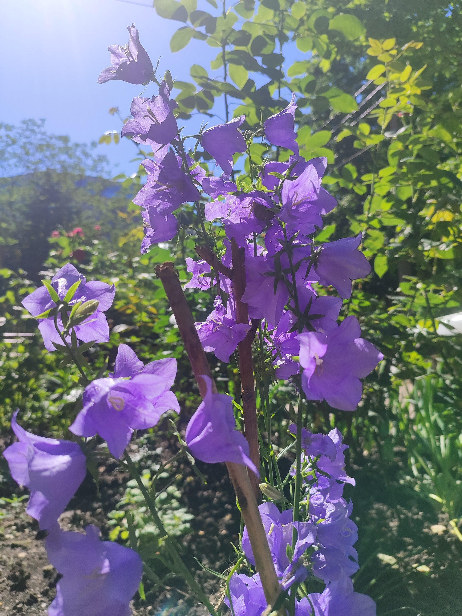 The image captures a close-up view of purple bellflower plants in an outdoor setting. The plants are in full bloom, displaying multiple bell-shaped flowers. Green foliage surrounds the flowers, and in the background, there are other plants and trees, suggesting a garden or natural area. The sky is visible in the upper left, appearing blue and sunny. The lighting in the image is bright, with some areas appearing overexposed due to direct sunlight. The image was taken outdoors in the city of Krasnodar, Russia.