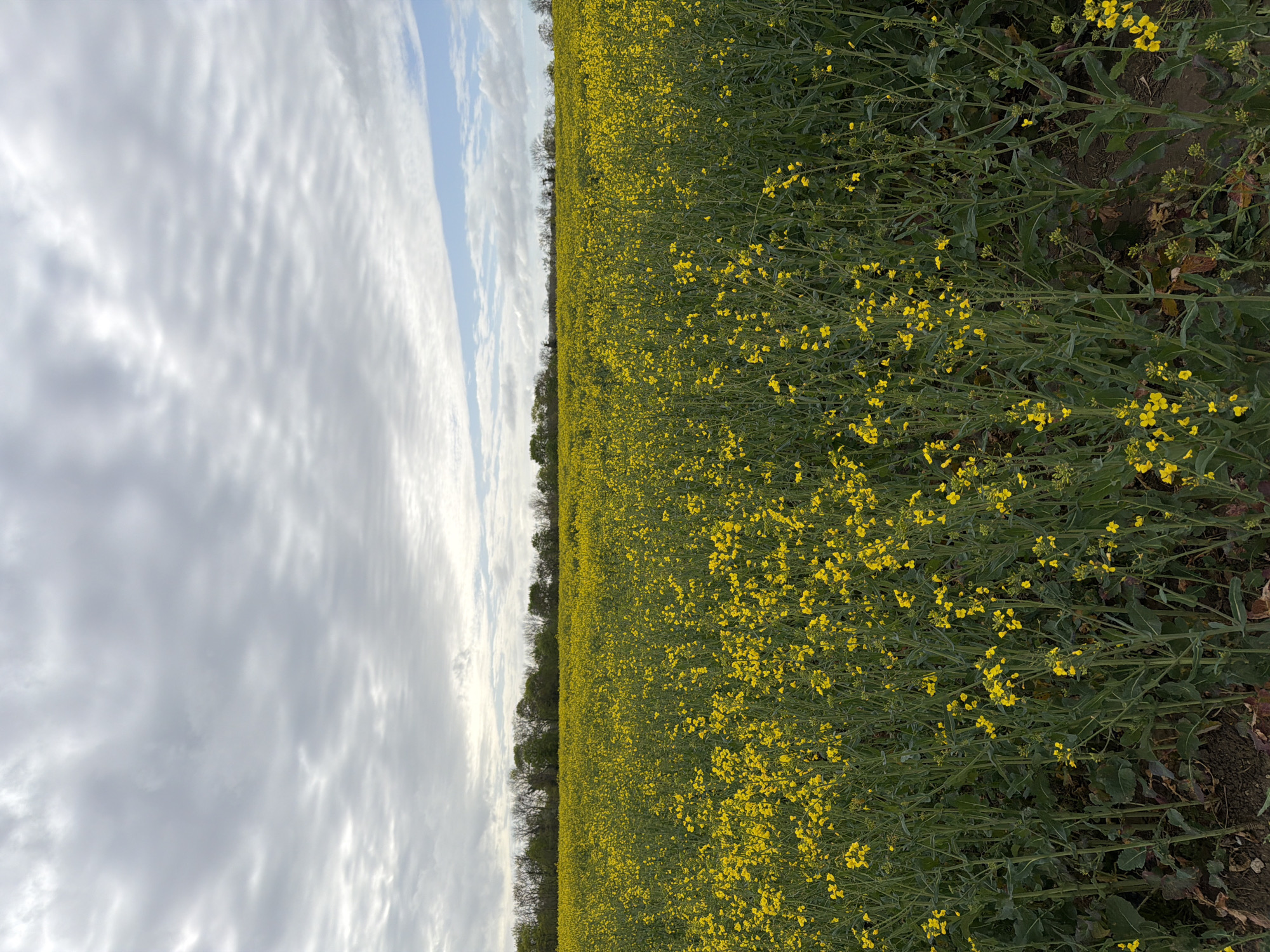 The image captures a field of flowering rapeseed plants in Auvers-sur-Oise, France. The dense yellow blooms of the rapeseed stretch to the horizon, contrasting with the green foliage. A line of trees separates the field from the sky. The sky is partially covered with white and grey clouds. The image is taken from a ground-level perspective.