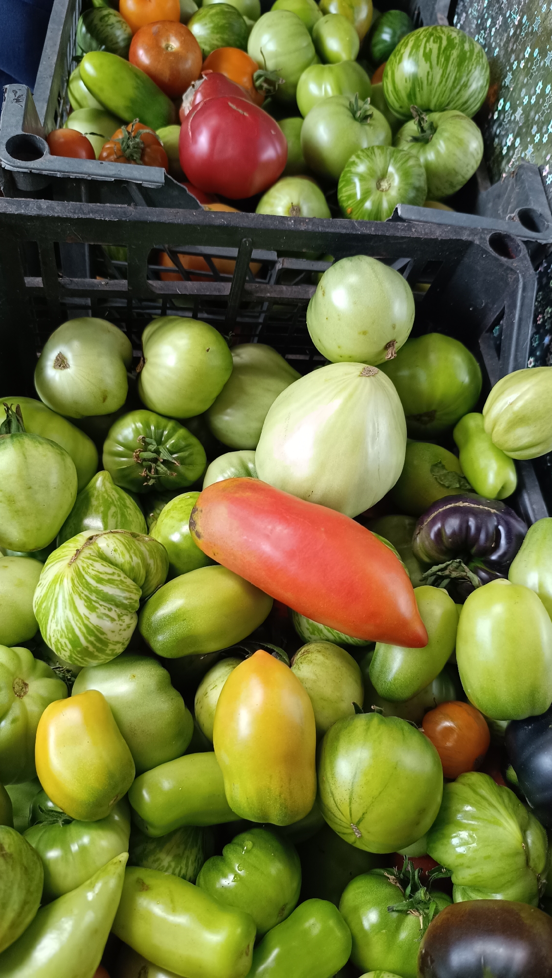 The image displays a close-up, overhead view of a large quantity of fresh tomatoes, primarily green, with some variations in color including red, orange, and a dark purplish-black. The tomatoes are piled into a black plastic crate, suggesting they are either being sold at a market or are freshly harvested. The lighting is bright, highlighting the textures and shapes of the tomatoes. The background is out of focus but appears to include other crates and possibly some textured material. There are no people visible in the image. The scene is set in an outdoor or market environment.