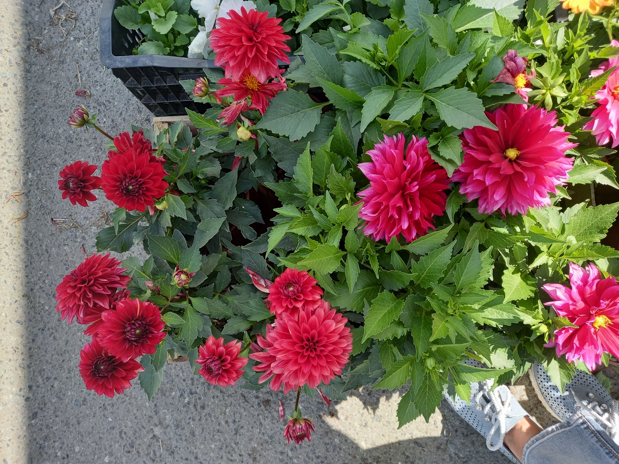 In Aramil, Russia, a close-up, high-angle shot captures a vibrant display of potted dahlias. The flowers, in shades of deep red and fuchsia, are densely packed, their layered petals creating a lush texture. Green foliage surrounds the blooms, with some leaves casting shadows on the grey, paved ground. To the right, a black plastic crate holds more greenery, possibly other plants. In the lower left, a person's legs are visible, wearing light blue denim jeans and grey sneakers with silver accents. The scene appears to be outdoors, possibly at a market or garden center, given the proximity of the potted plants and the crates.