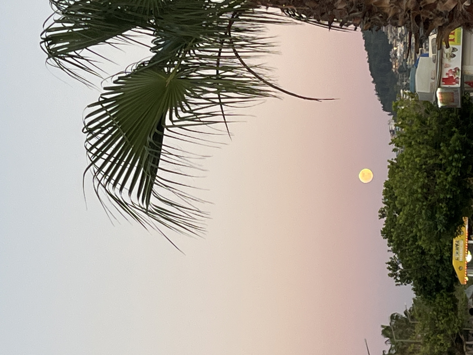 The image is an eye-level outdoor shot taken at twilight, likely in Alanya, Turkey. The sky is a pale gradient of pink and gray. A full moon is visible against the dusky sky. A palm tree frond dominates the left side of the frame. On the right, a row of green trees and a hillside dotted with buildings are visible. A partially visible yellow sign with red lights runs vertically along the right edge.